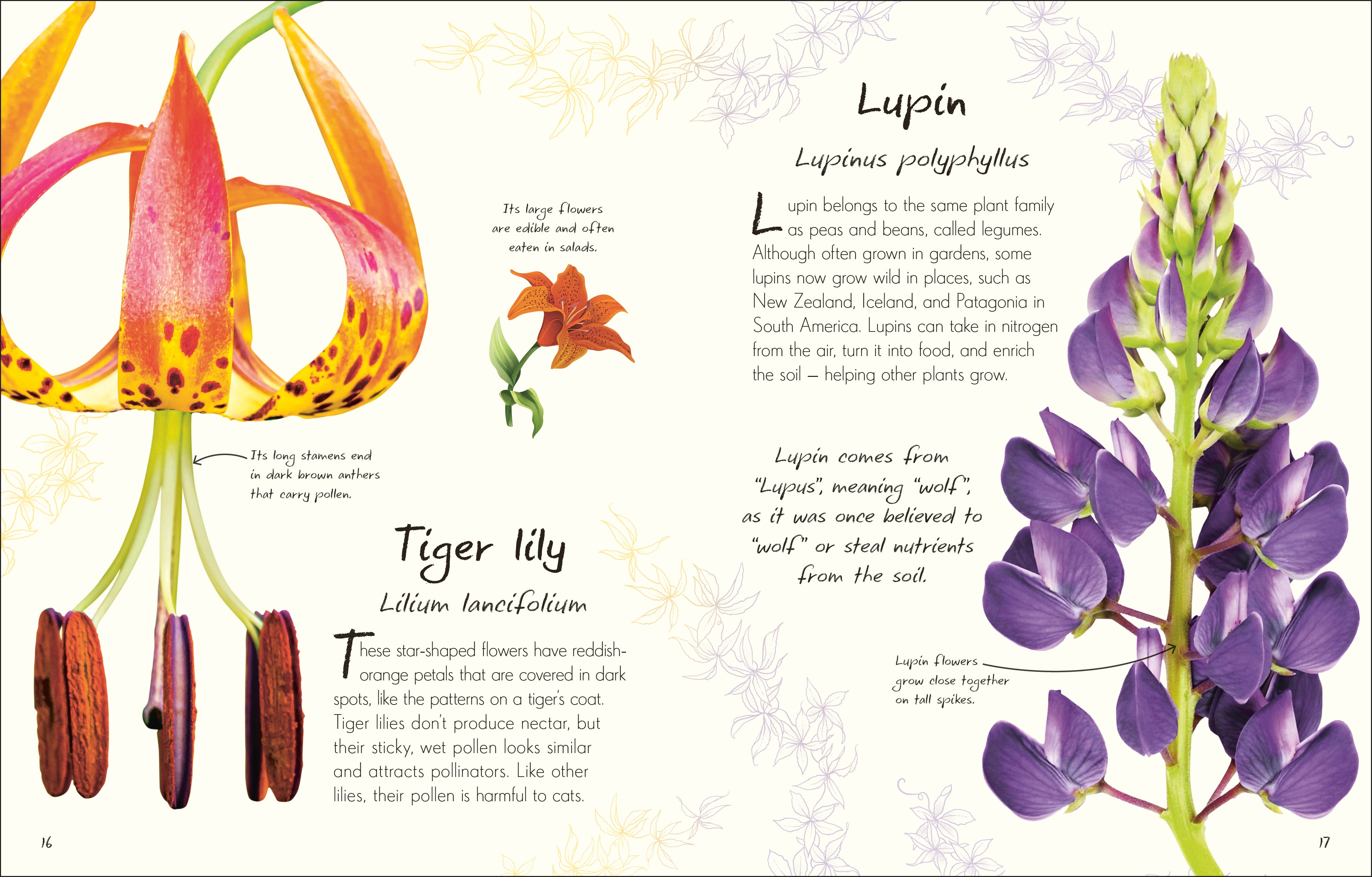 An Anthology of Flowers – DK