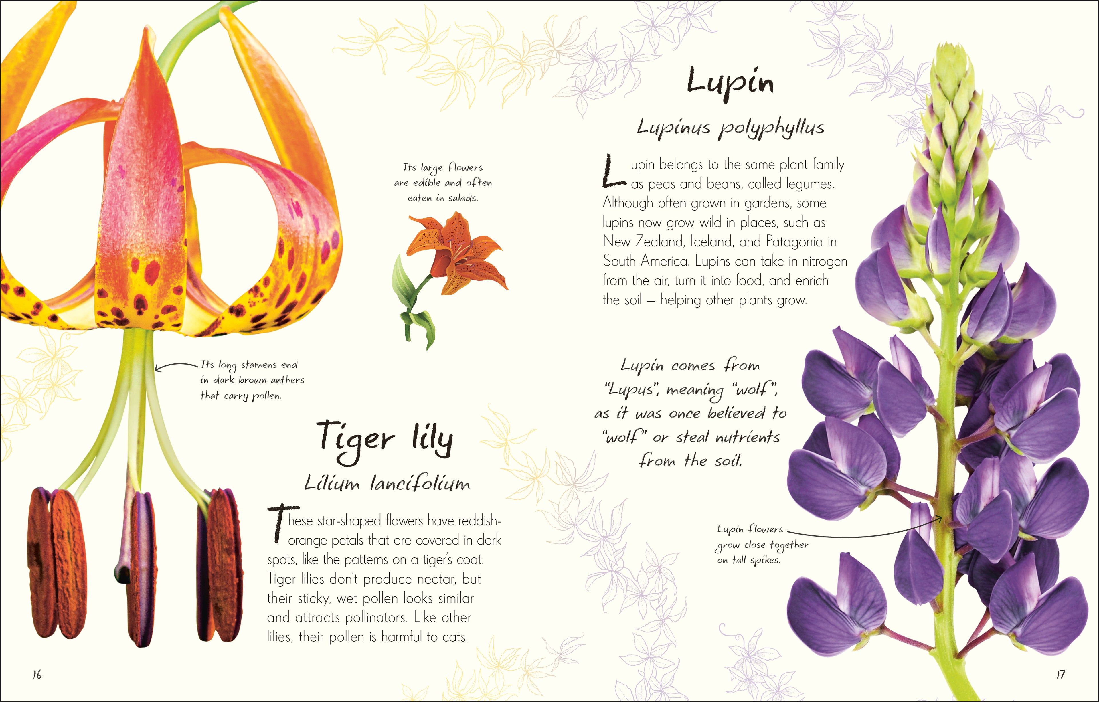 An Anthology of Flowers