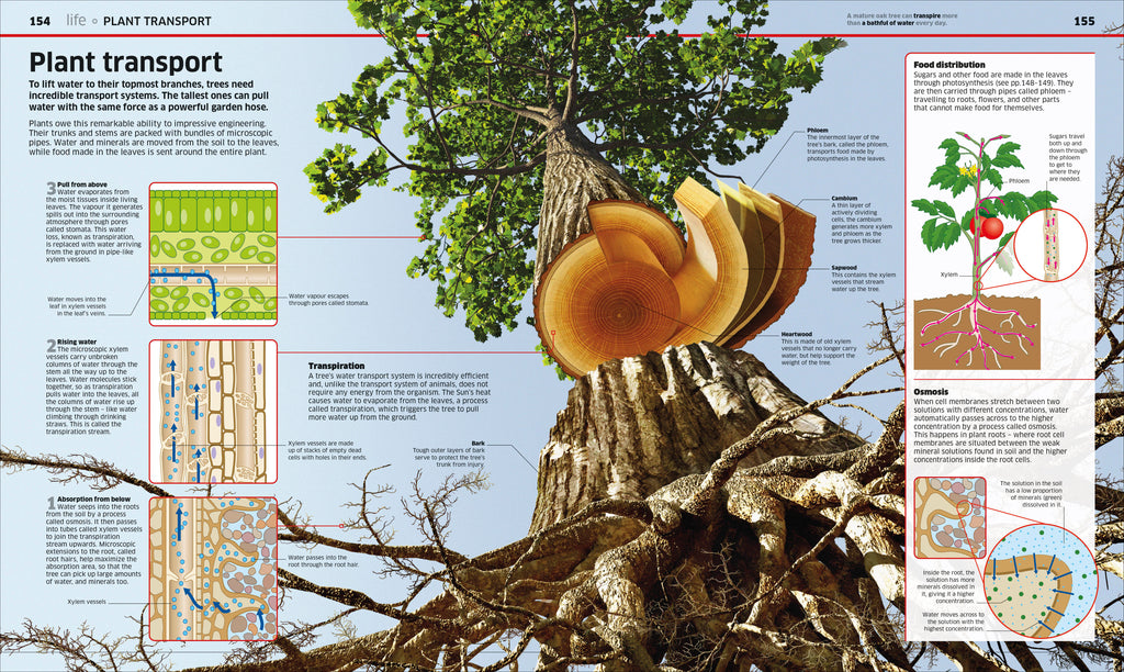 Knowledge Encyclopedia Science, 2nd Edition