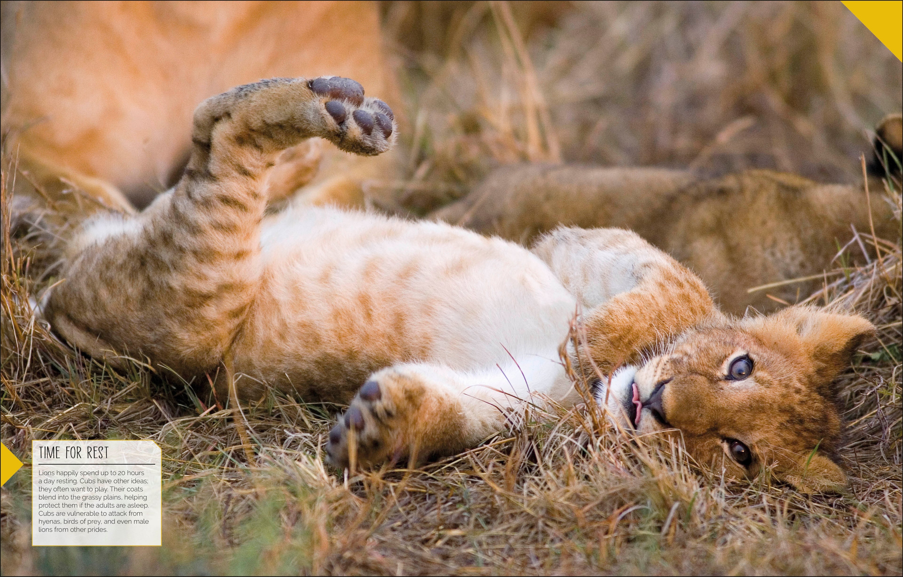 Born to be Wild-Spread, Image, (PRHC, Design, Do, Not, Use)-8