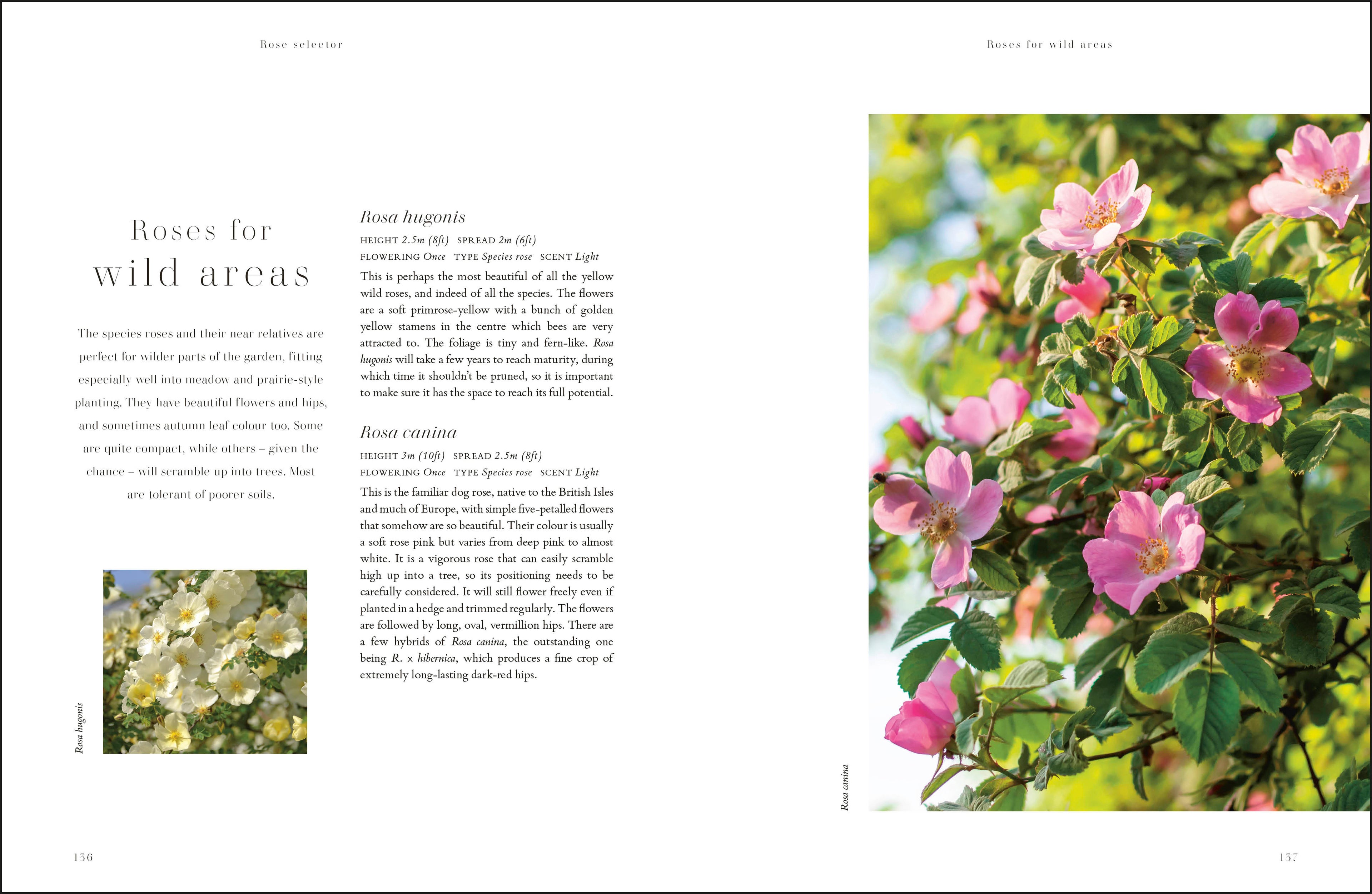 RHS Roses-spread image