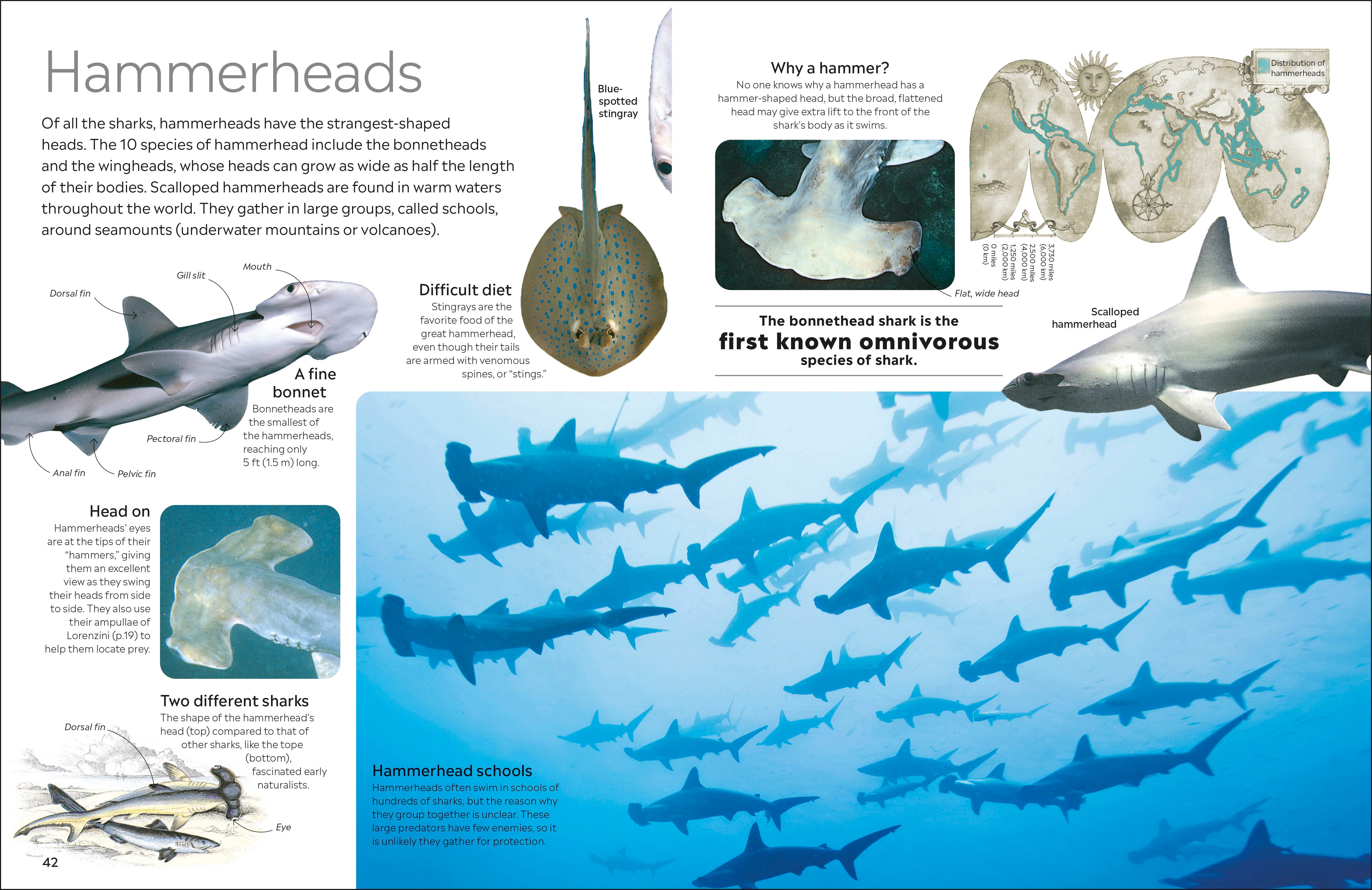 Shark – DK