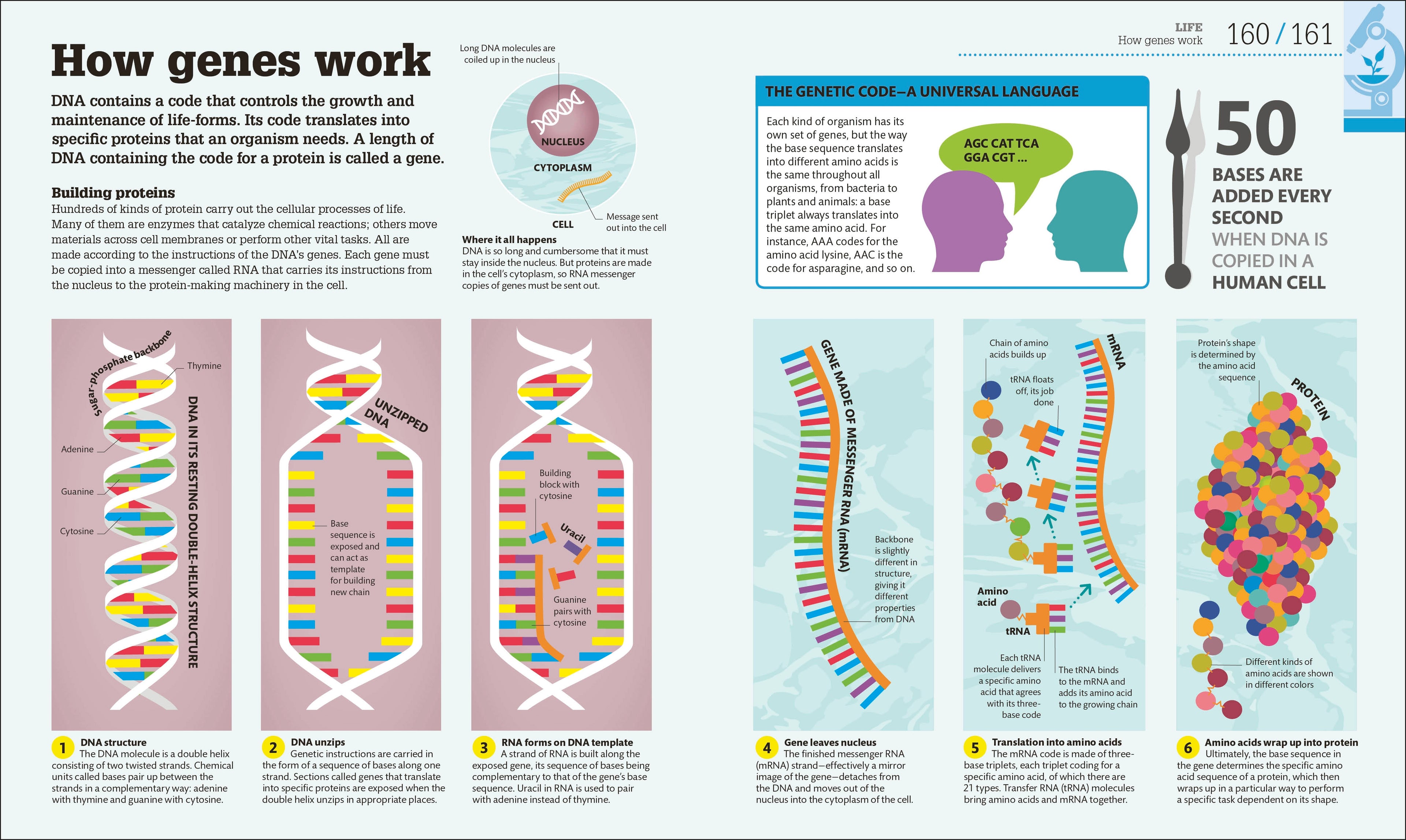 How Science Works-Spread, Image, (PRHC, Design, Do, Not, Use)-2
