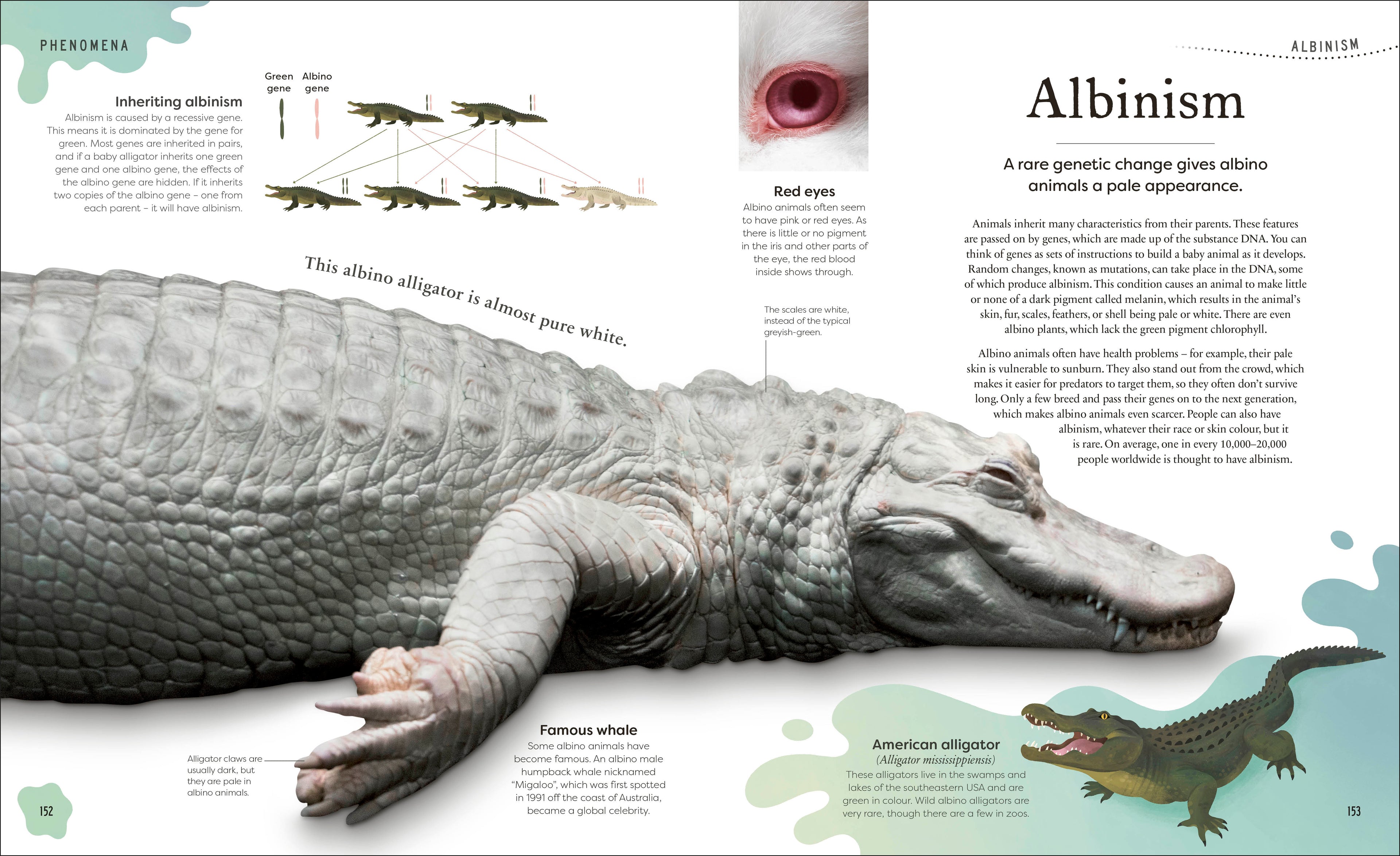 Weird and Wonderful Nature