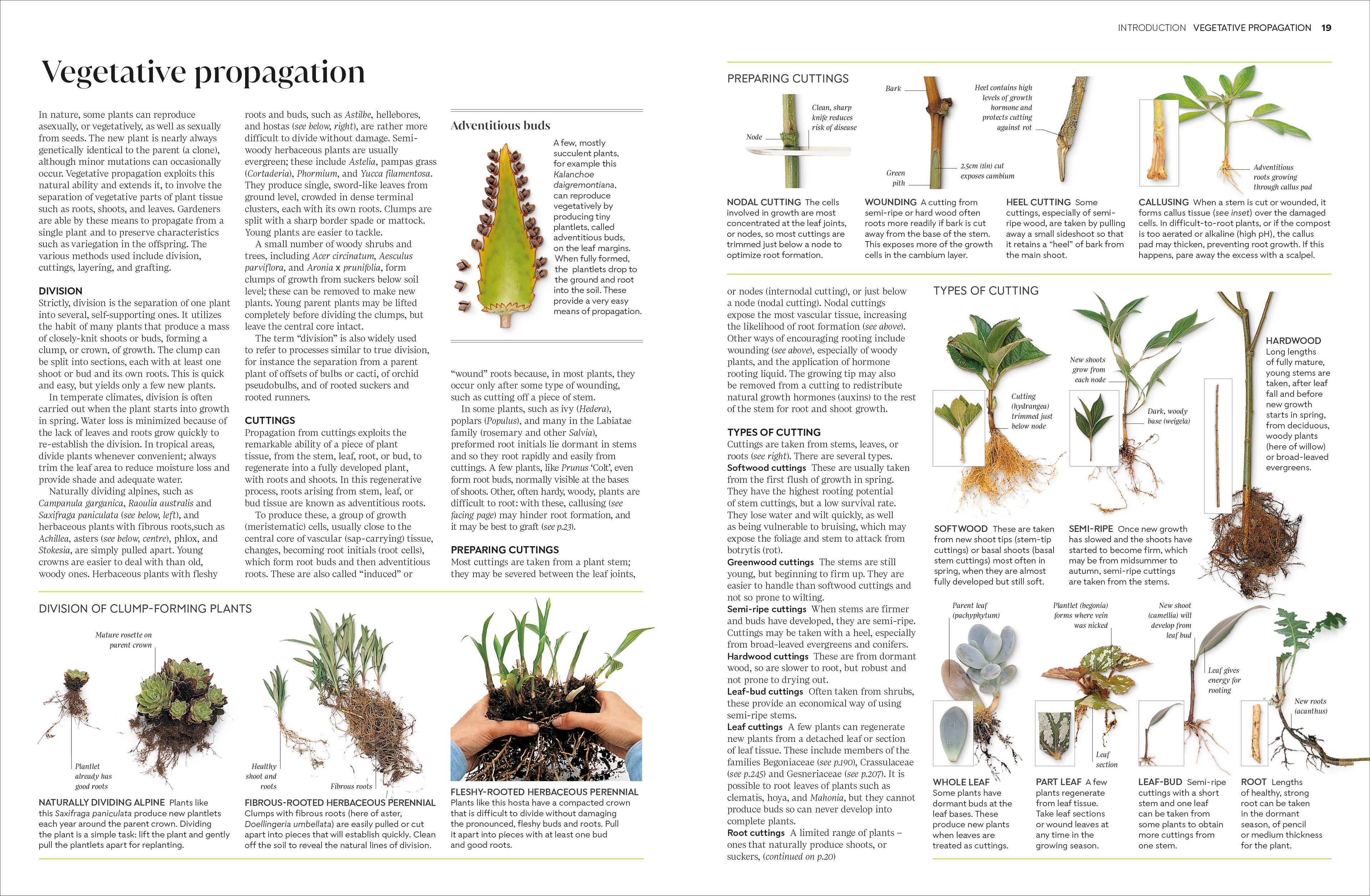 Propagating Plants-Spread, Image, (PRHC, Design, Do, Not, Use)-1