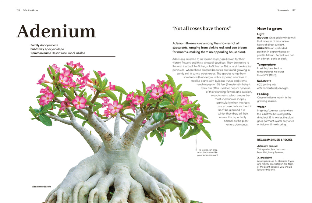 Cacti and Succulents-Spread, Image, (PRHC, Design, Do, Not, Use)-6