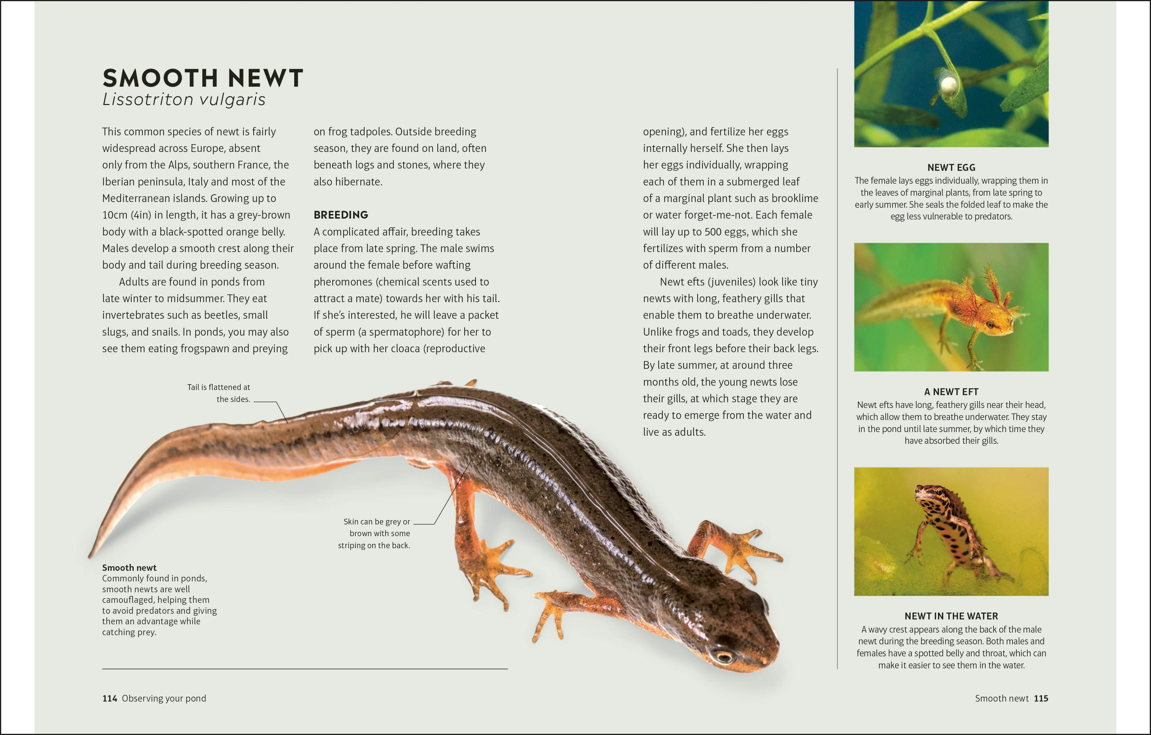 RHS How to Create a Wildlife Pond