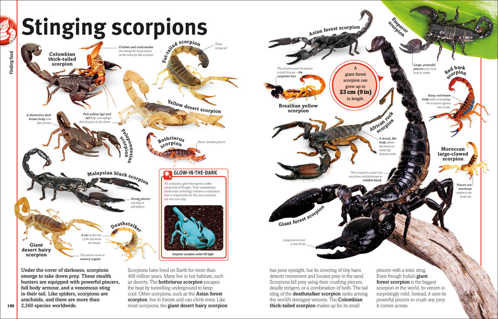 Our World in Pictures Bugs, Butterflies, Beetles and Bees