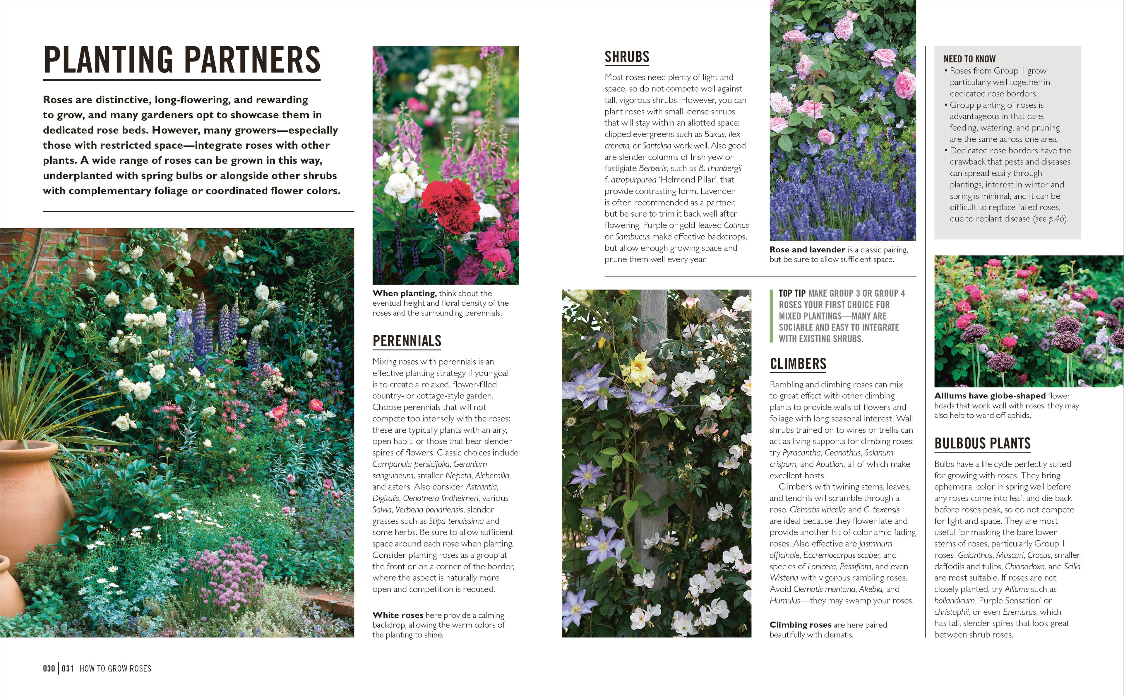 Grow Roses-Spread, Image, (PRHC, Design, Do, Not, Use)-3