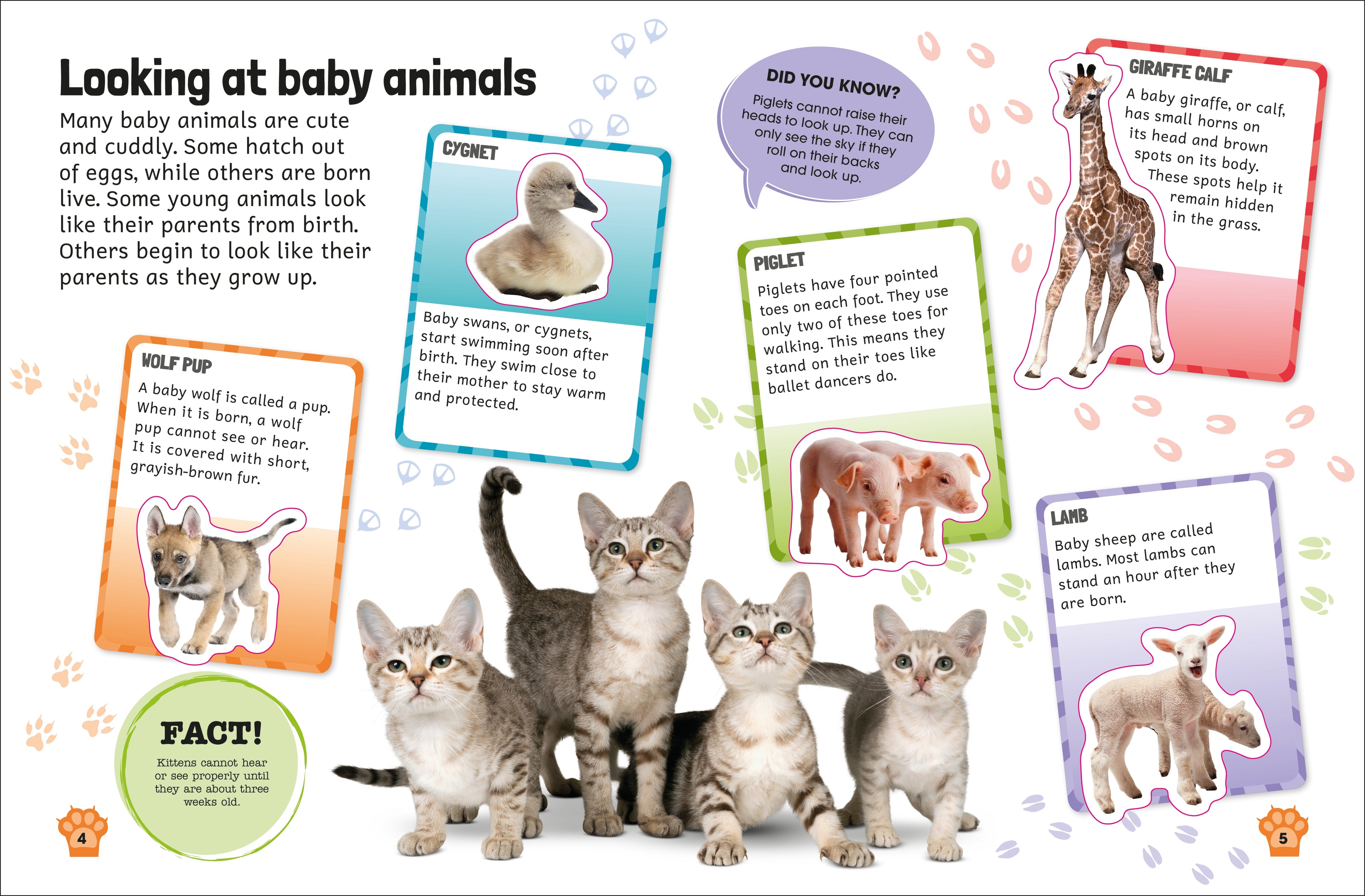 Sticker Encyclopedia Baby Animals