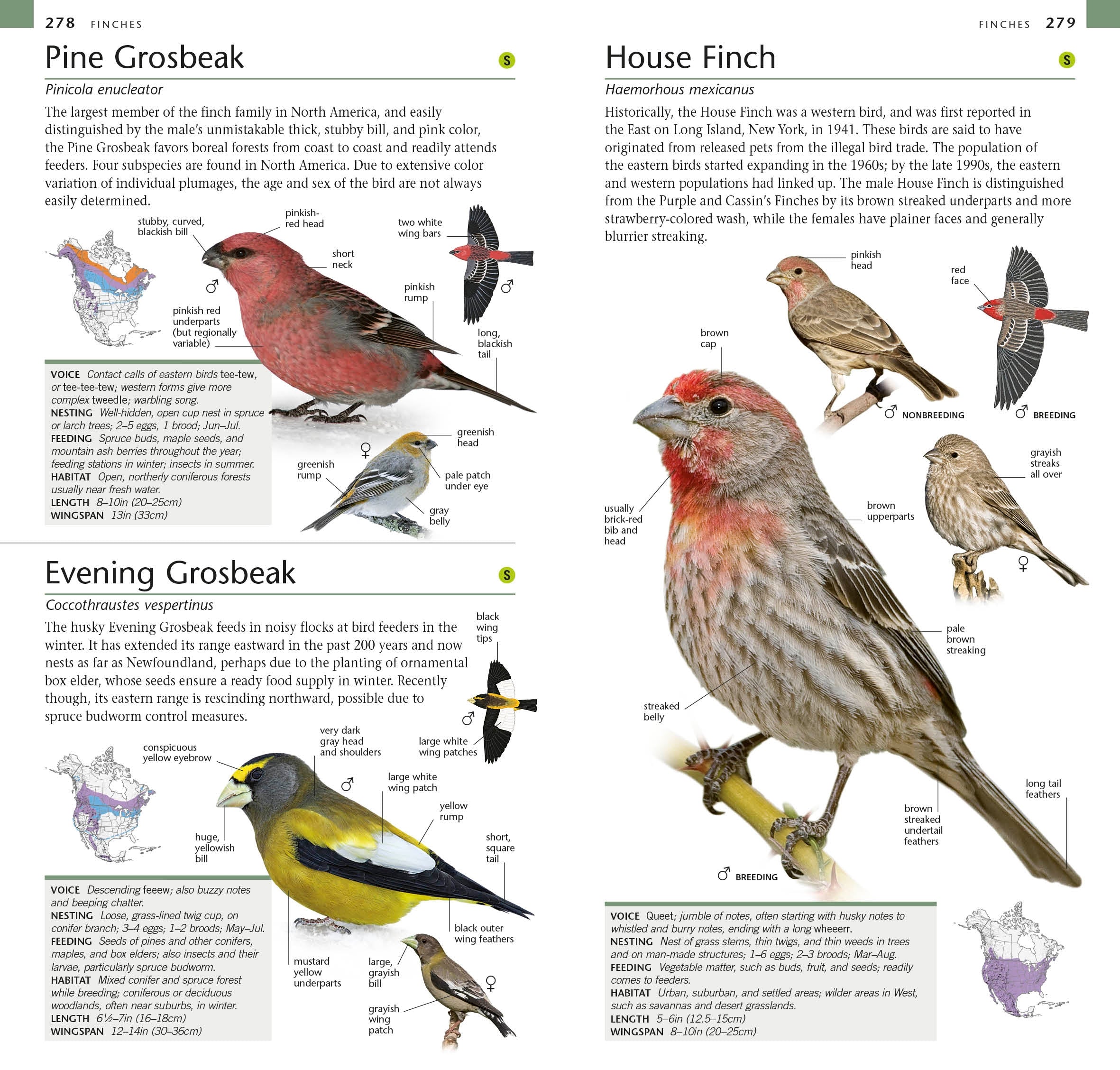 American Museum of Natural History: Pocket Birds of North America, Western Region