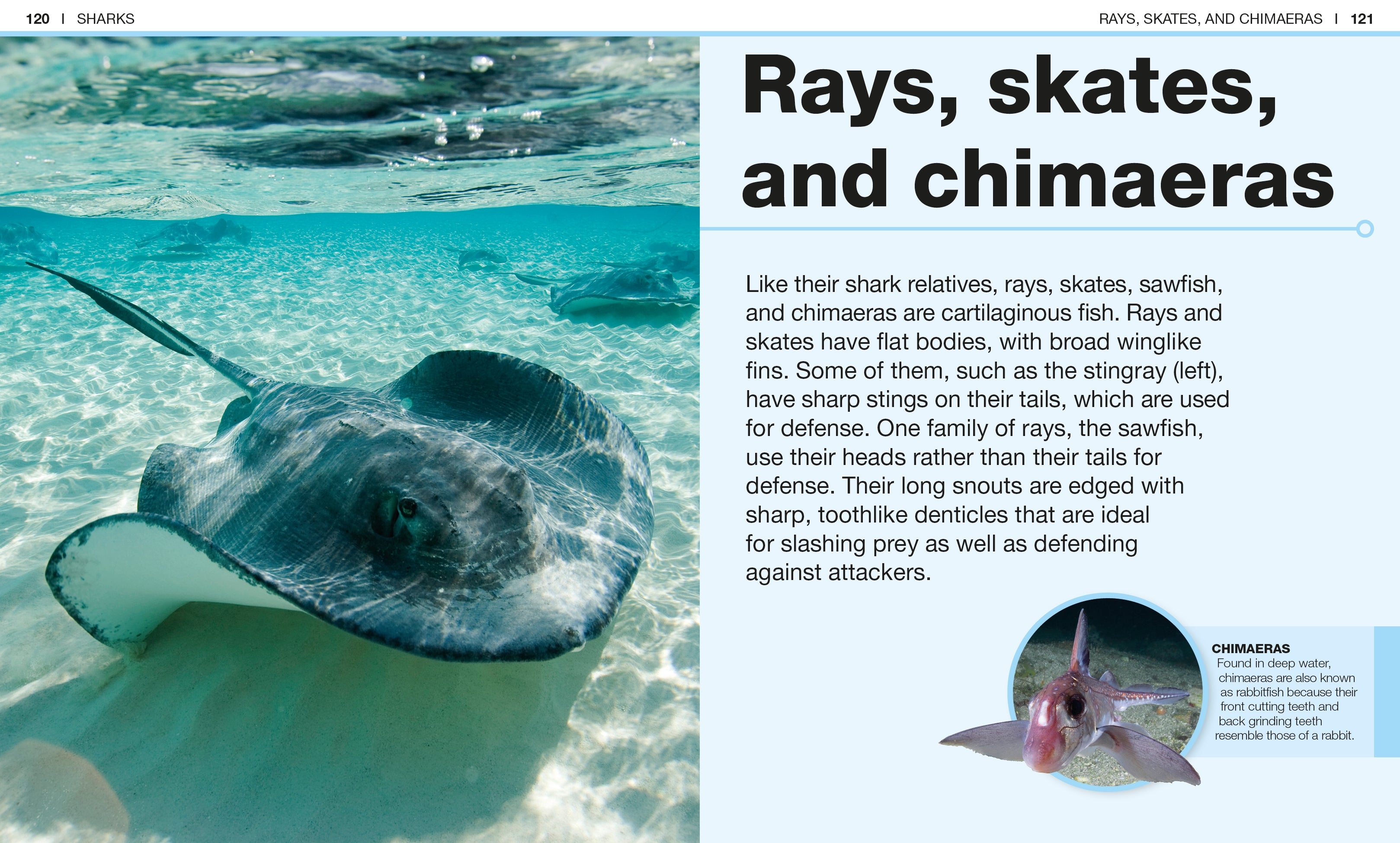 Pocket Genius: Sharks