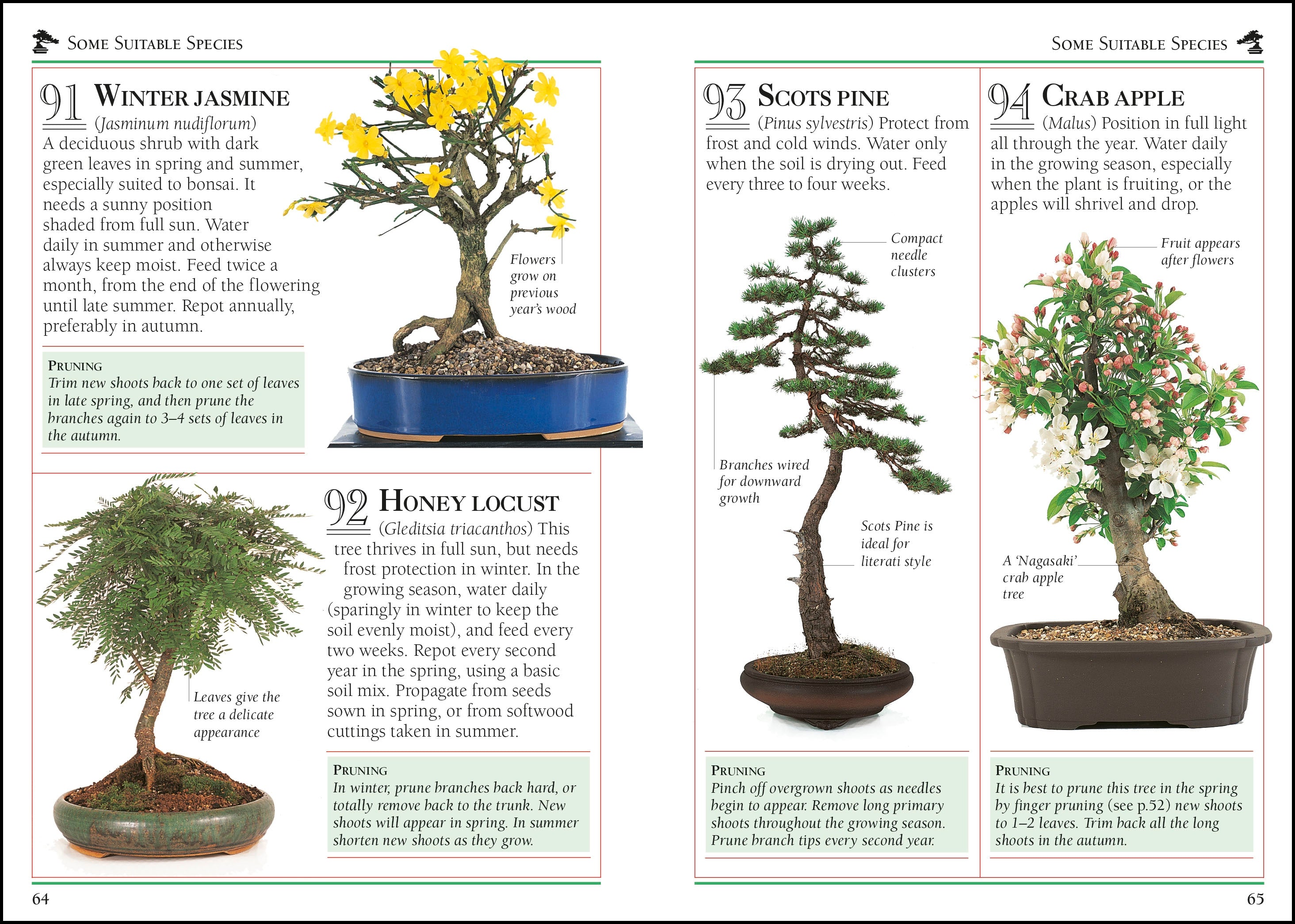 101 Essential Tips Bonsai – DK