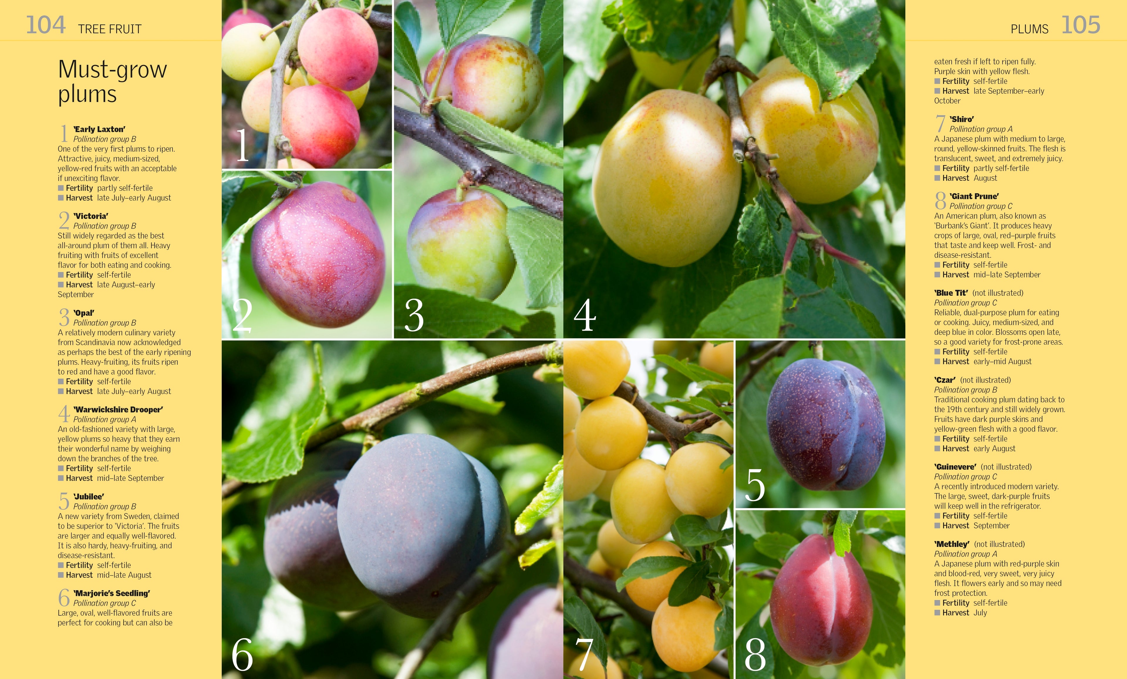 Grow Fruit