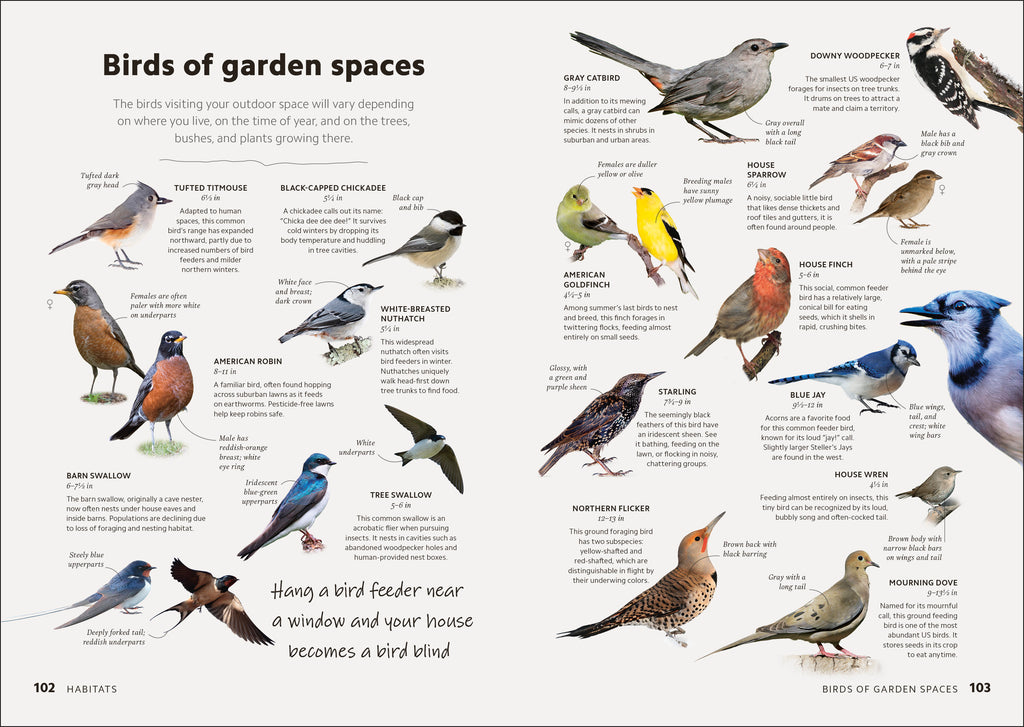 Birdwatching Guide-Spread, Image, (PRHC, Design, Do, Not, Use)-3