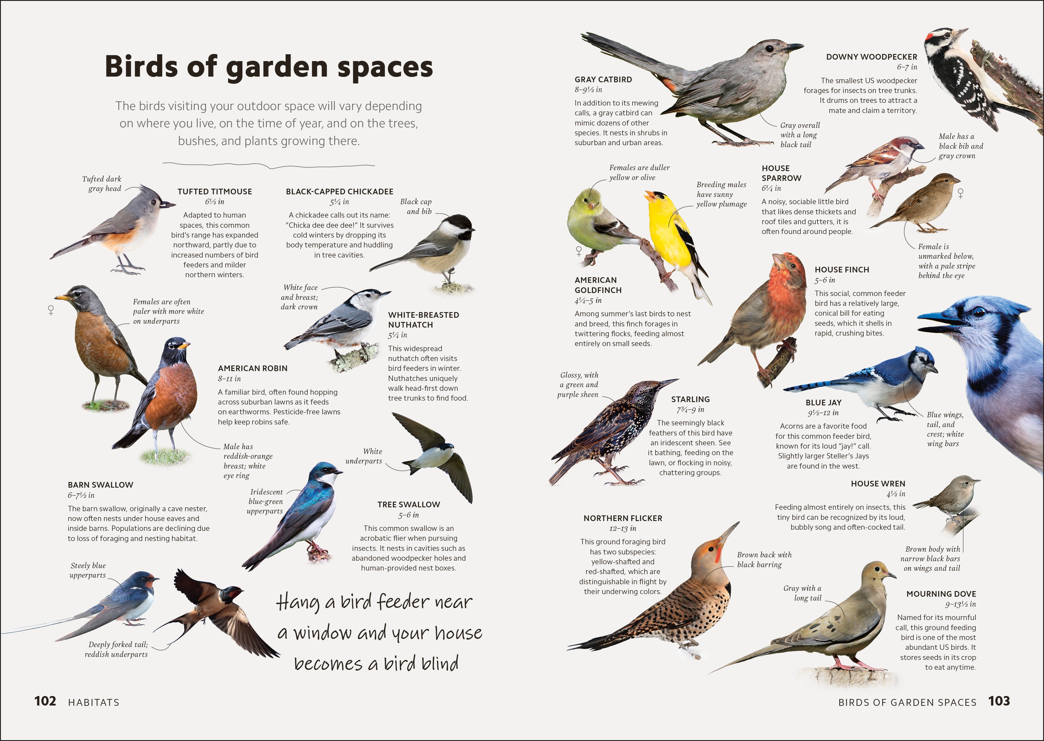 Birdwatching Guide-Spread, Image, (PRHC, Design, Do, Not, Use)-3