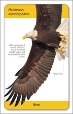 Our World in Pictures Animals of the World Flash Cards-spread image