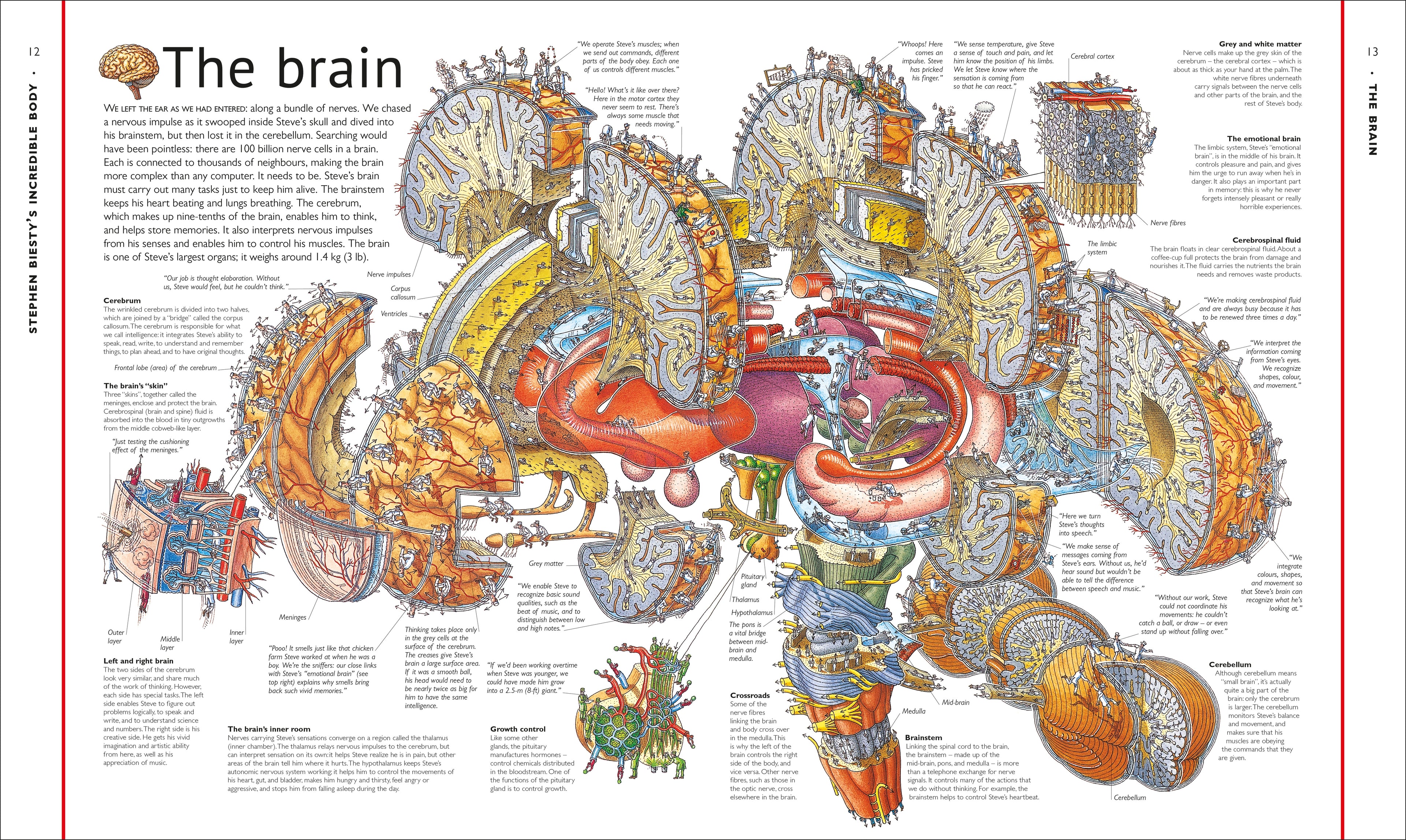 Stephen Biesty's Incredible Body Cross-Sections