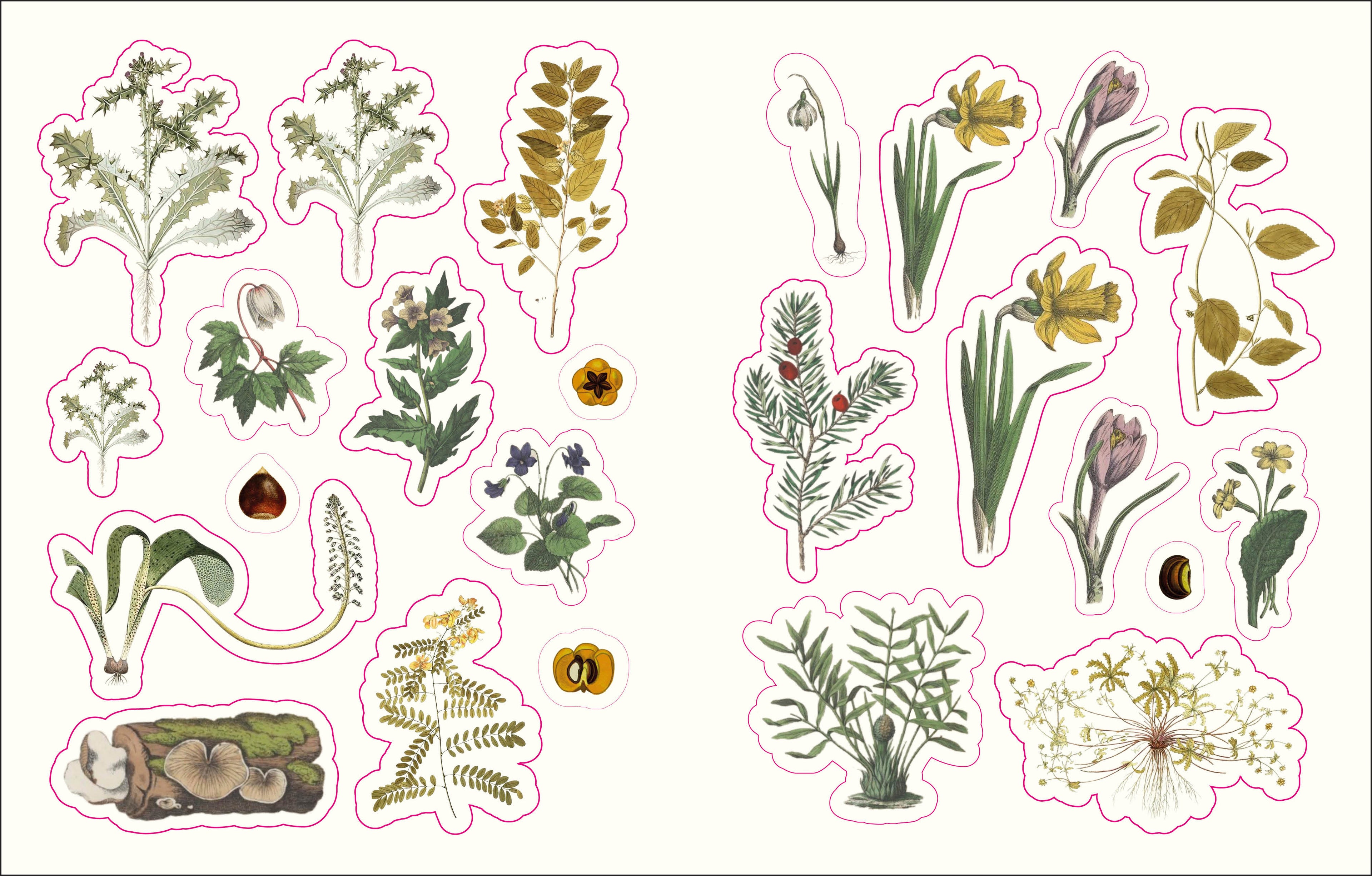 The Forests, Fairies and Fungi Sticker Anthology-image