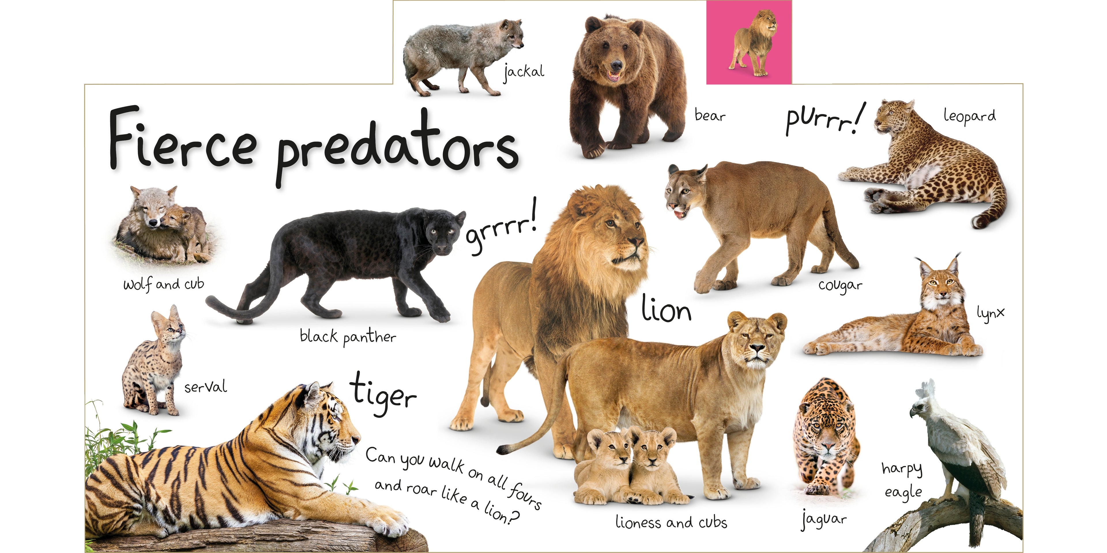 Tabbed Board Books: My First Zoo