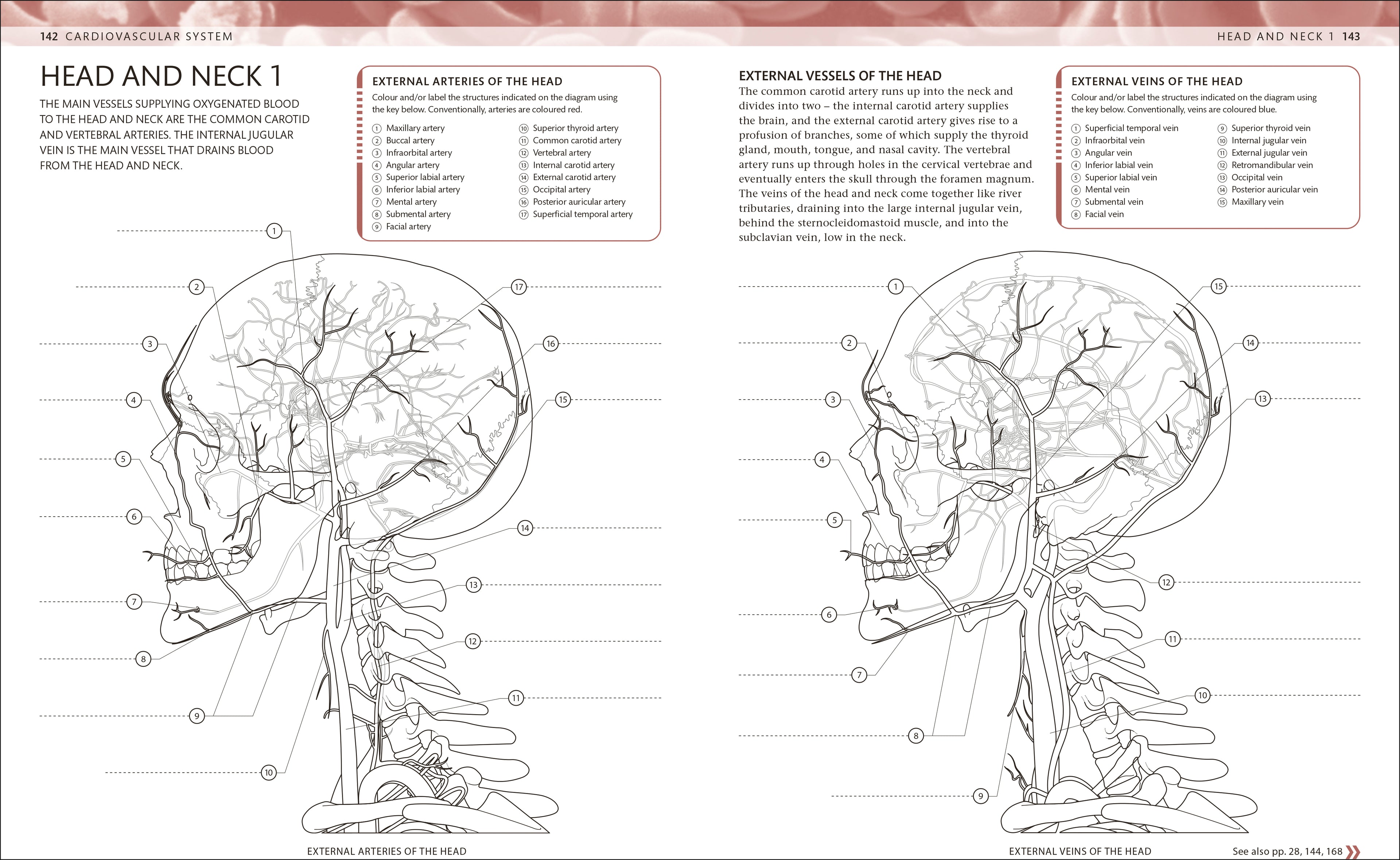 The Human Body Colouring Book-Spread, Image, (PRHC, Design, Do, Not, Use)-6