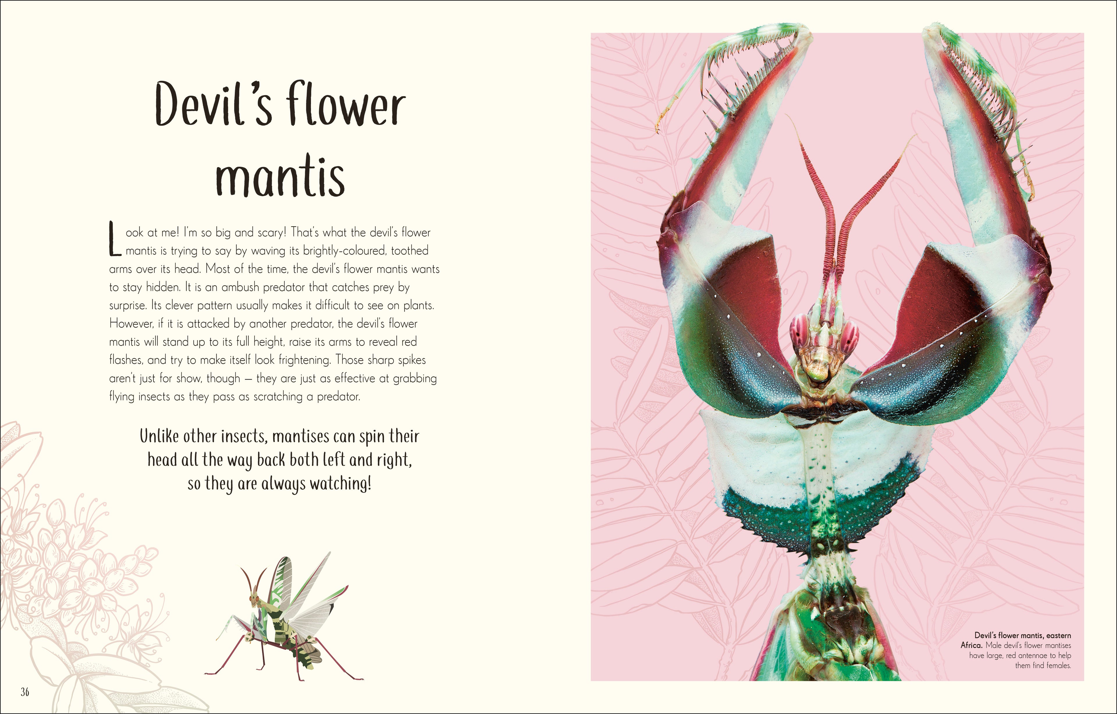 An Anthology of Remarkable Bugs