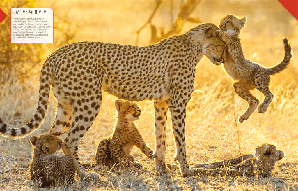 Born to be Wild-Spread, Image, (PRHC, Design, Do, Not, Use)-2