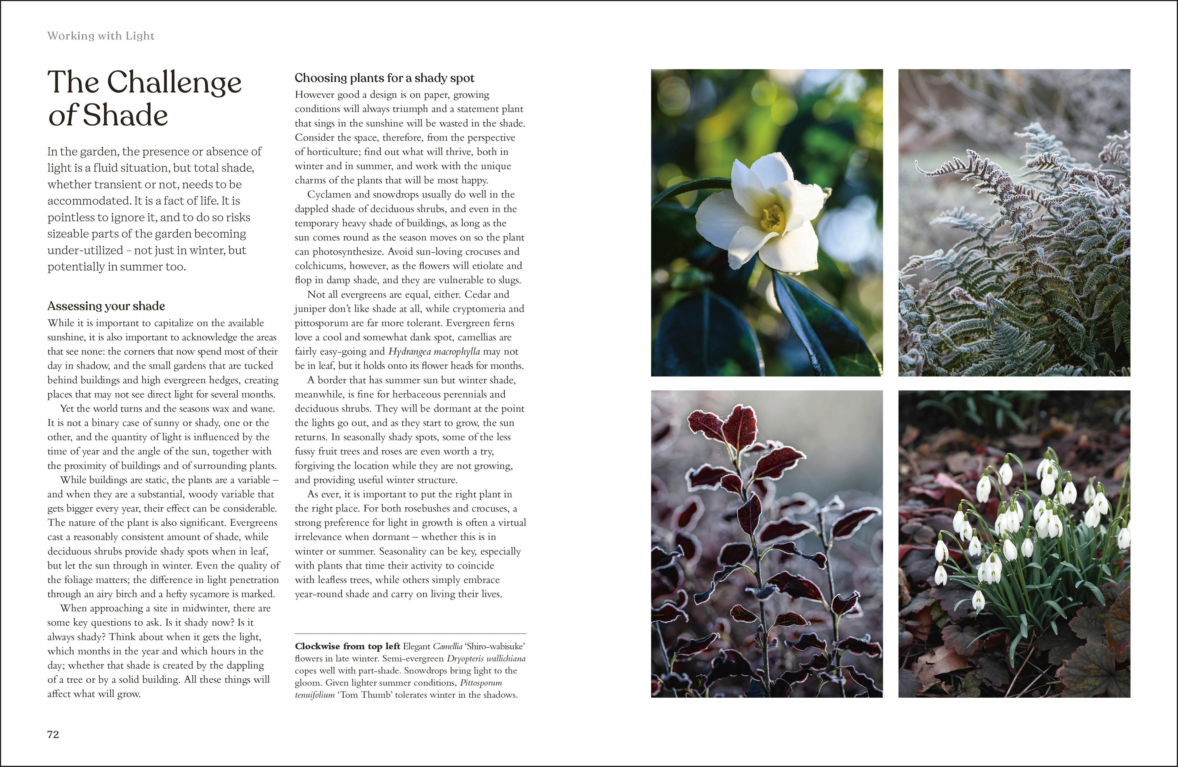 RHS The Winter Garden