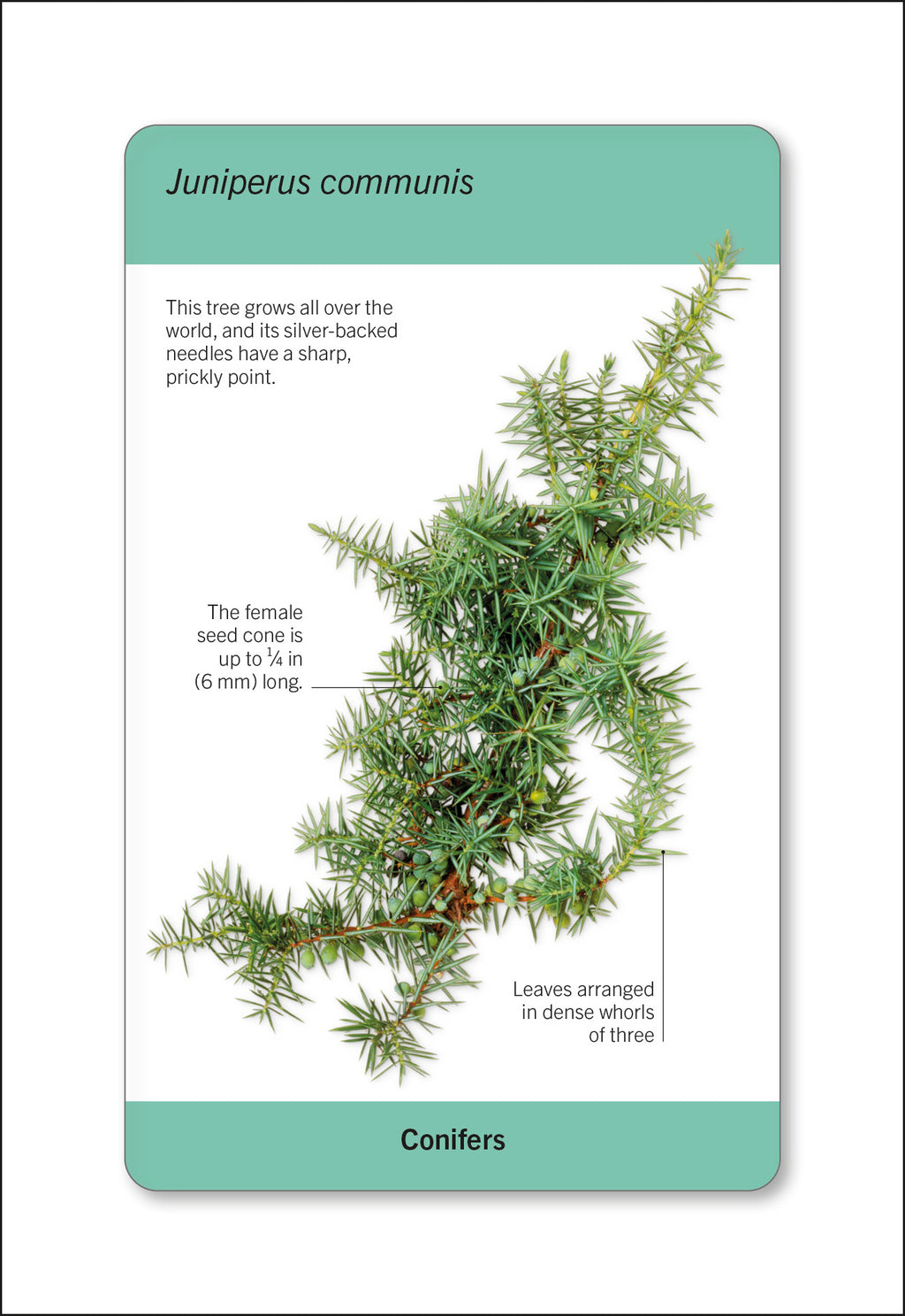 Our World in Pictures Trees of the World Flash Cards-Spread, Image, (PRHC, Design, Do, Not, Use)-1