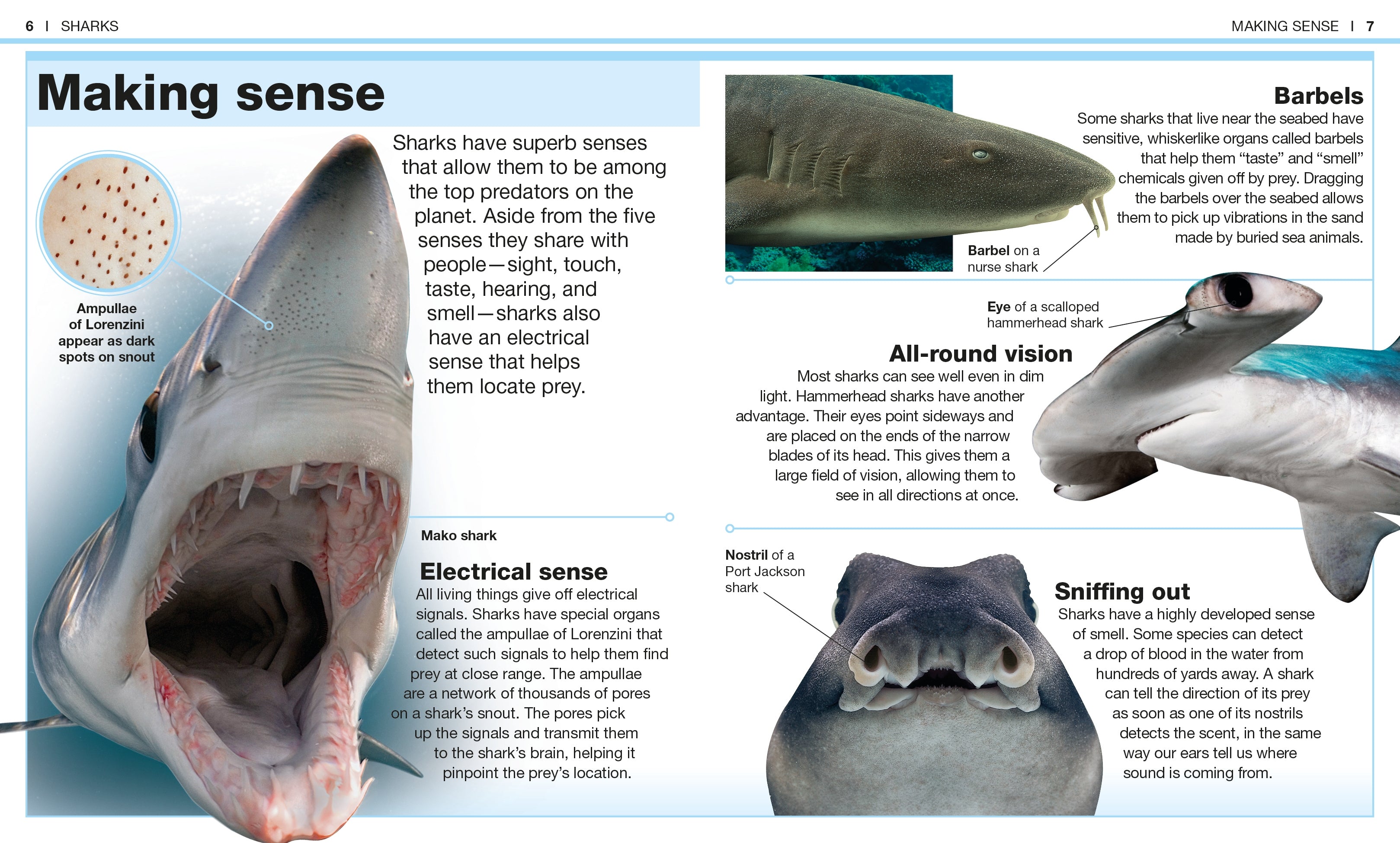Pocket Genius: Sharks