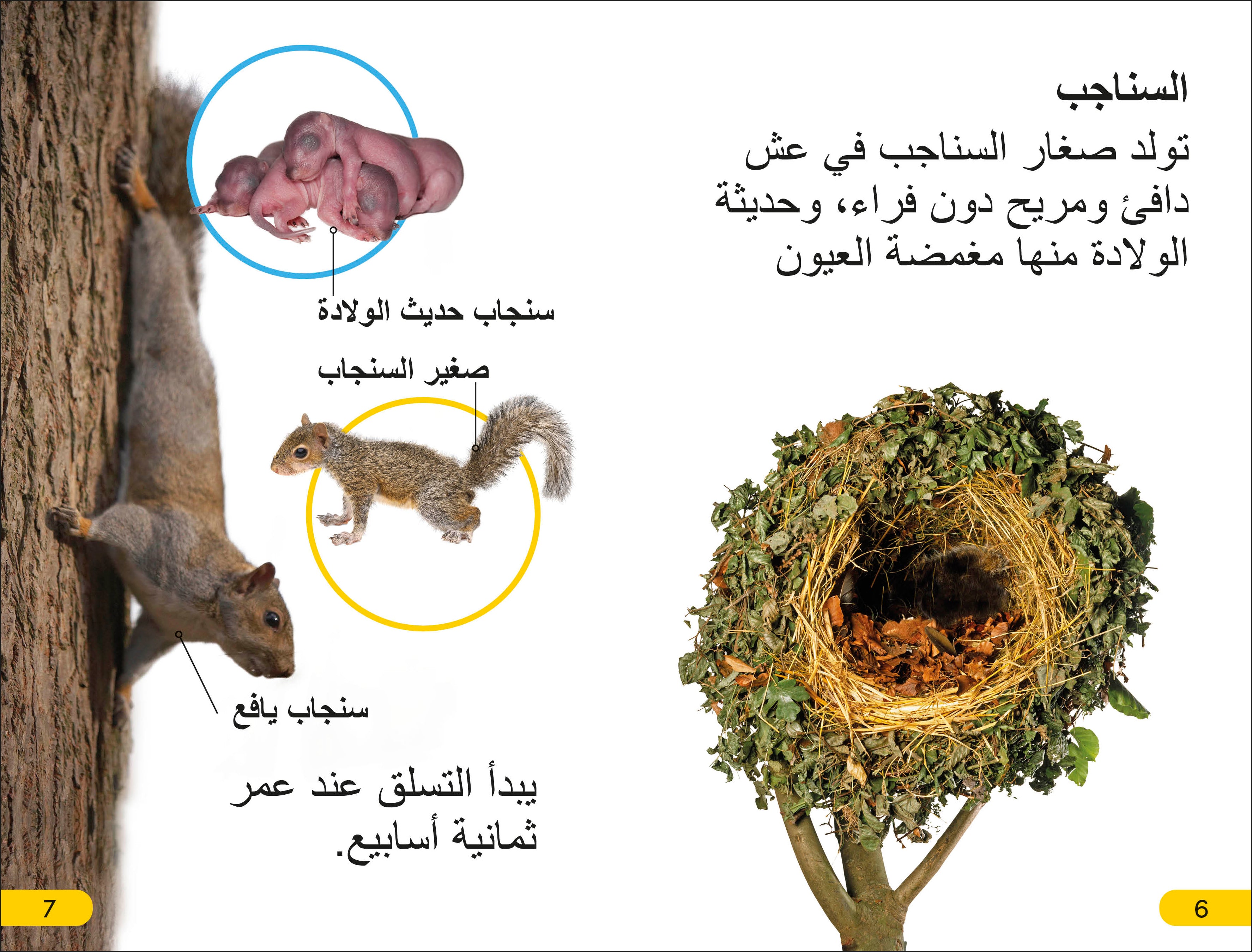 DK Super Readers Level 2 Wild Baby Animals (Arabic translation)-Spread, Image, (PRHC, Design, Do, Not, Use)-2