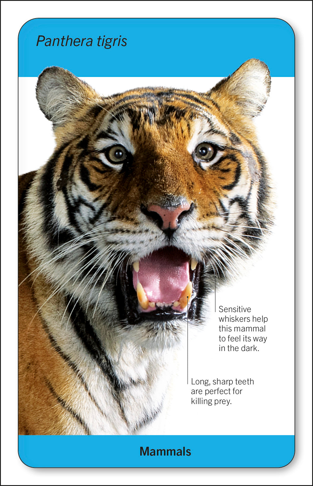 Our World in Pictures Animals of the World Flash Cards-spread image