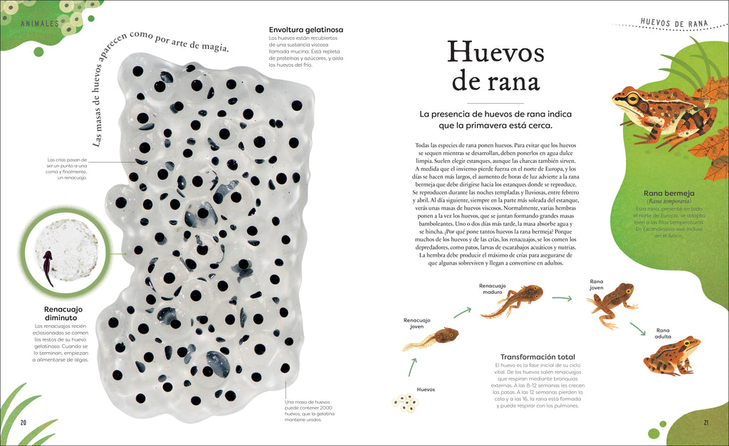 Tesoros de la naturaleza (Nature's Treasures)-Spread, Image, (PRHC, Design, Do, Not, Use)-3