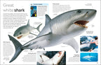 Shark-spread image