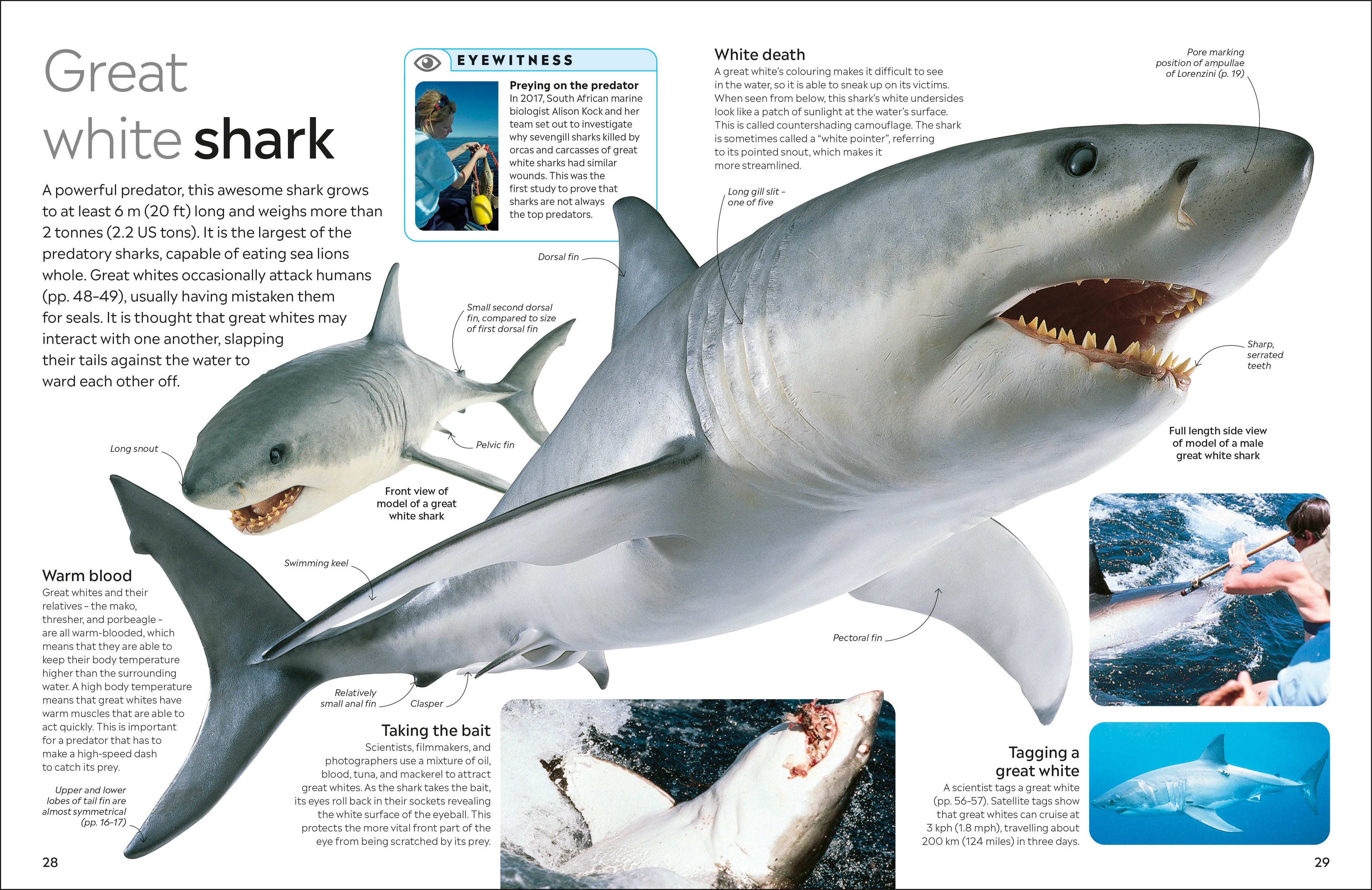 Shark-spread image