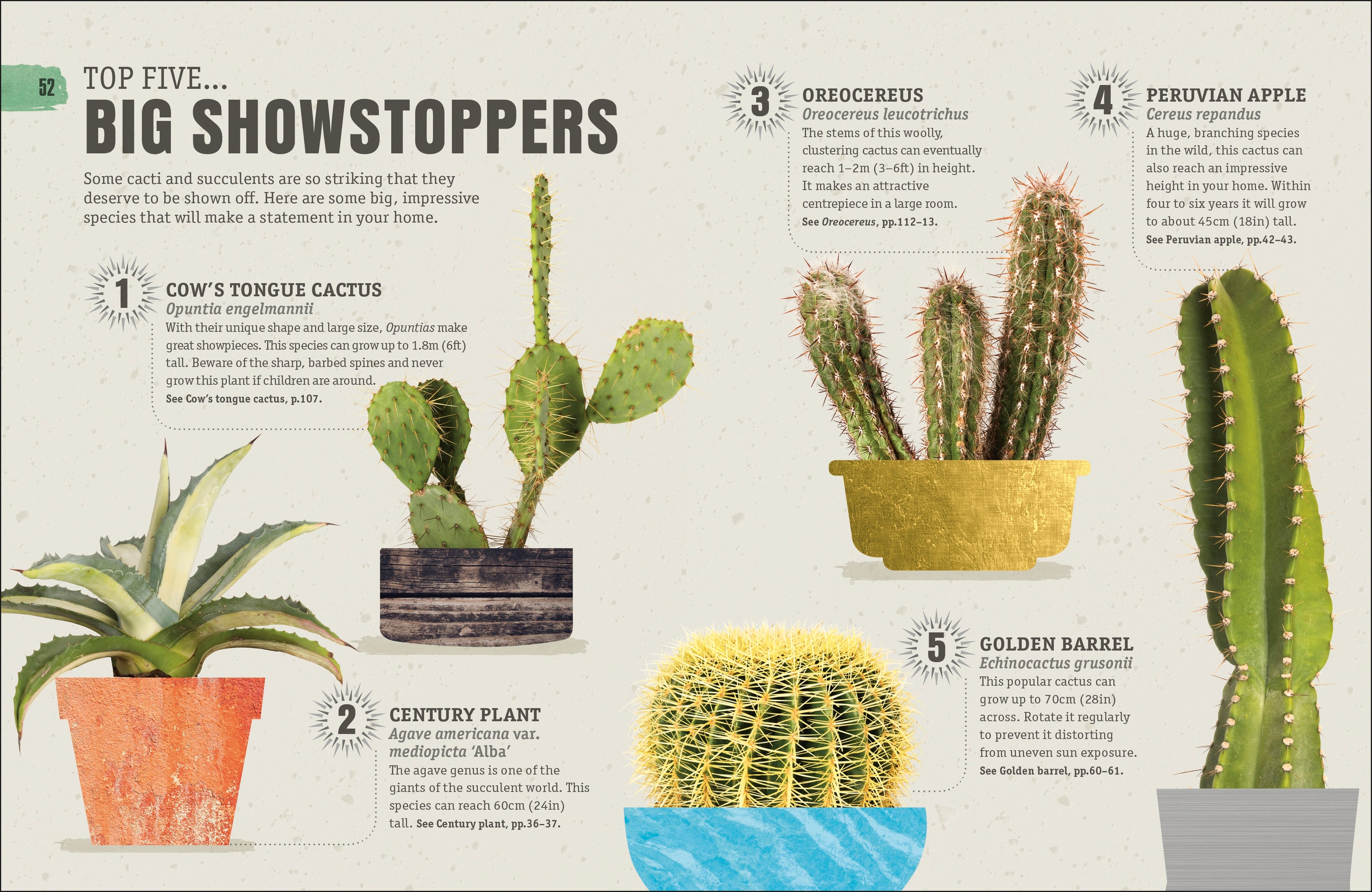 happy cactus cacti succulents and more Happy Cactus – DK