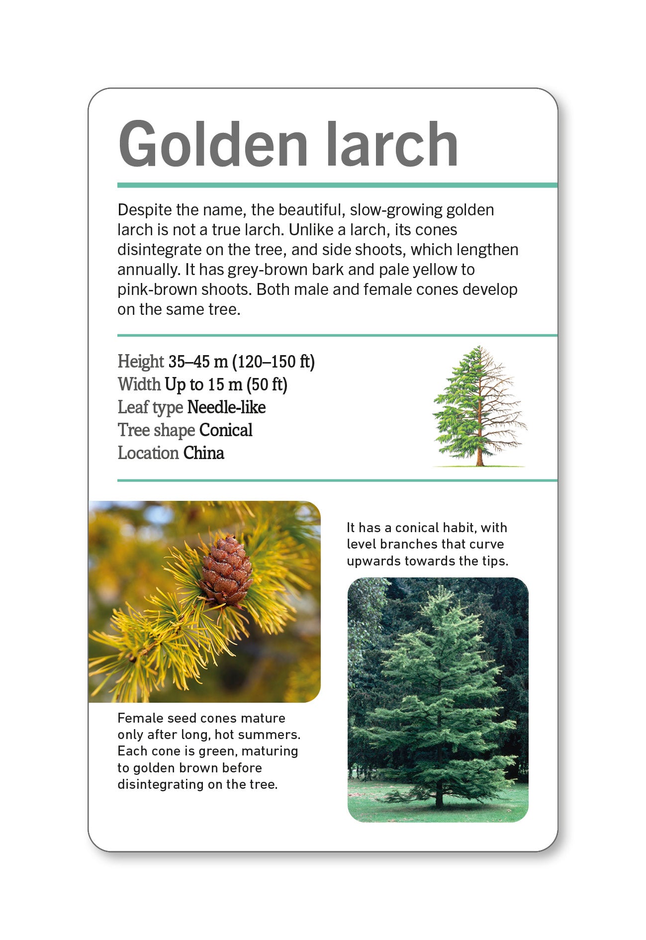 Our World in Pictures Trees of the World Flash Cards-spread image