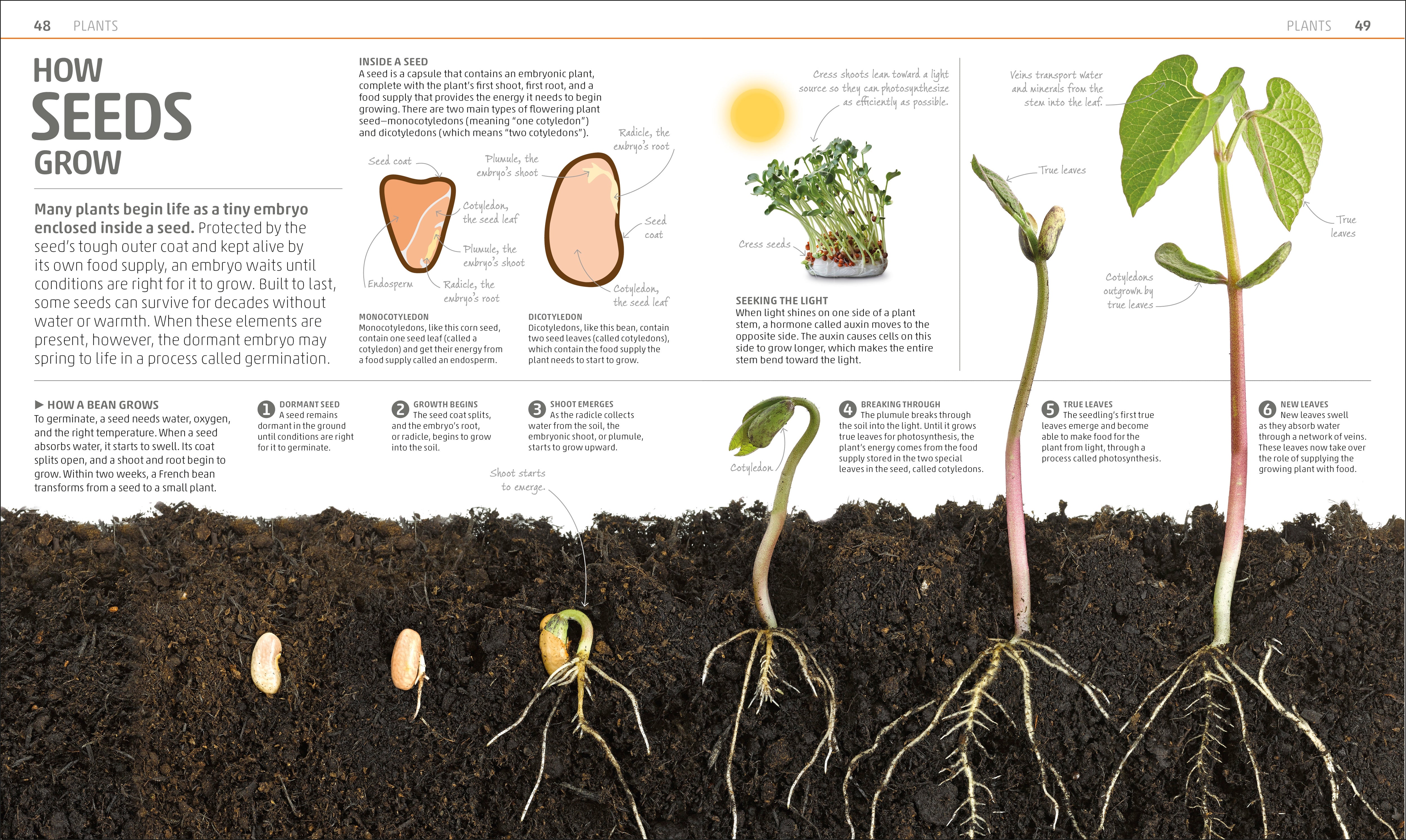 Explanatorium of Nature – DK