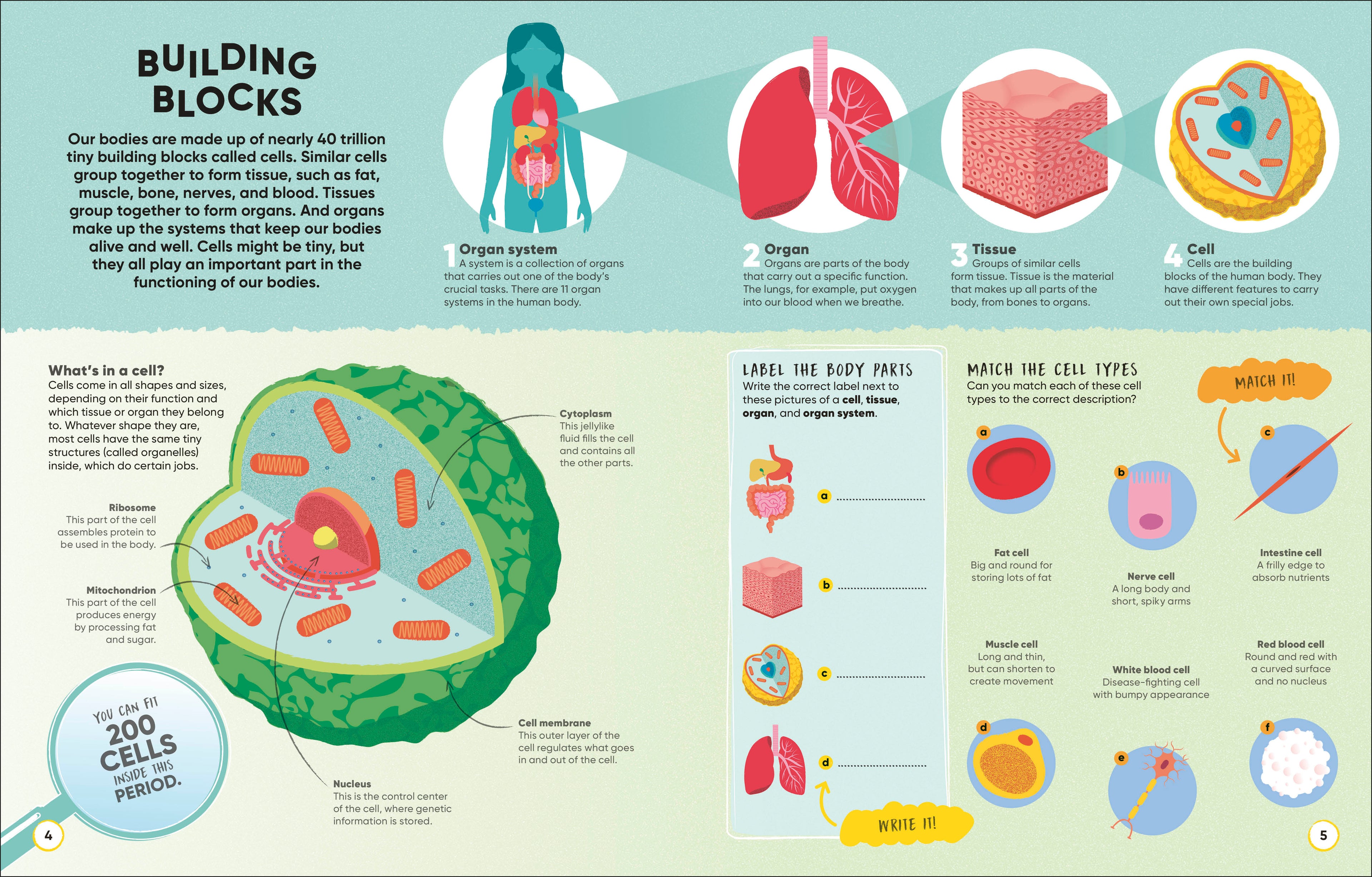 Brain Booster Human Body-Spread, Image, (PRHC, Design, Do, Not, Use)-1