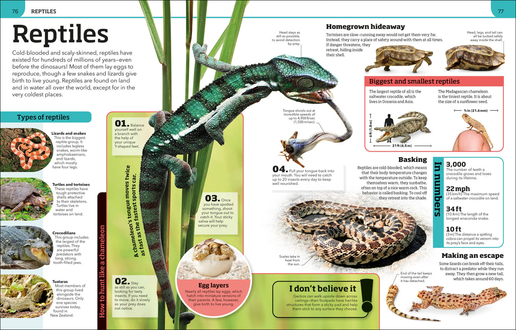 Animal Knowledge Genius!