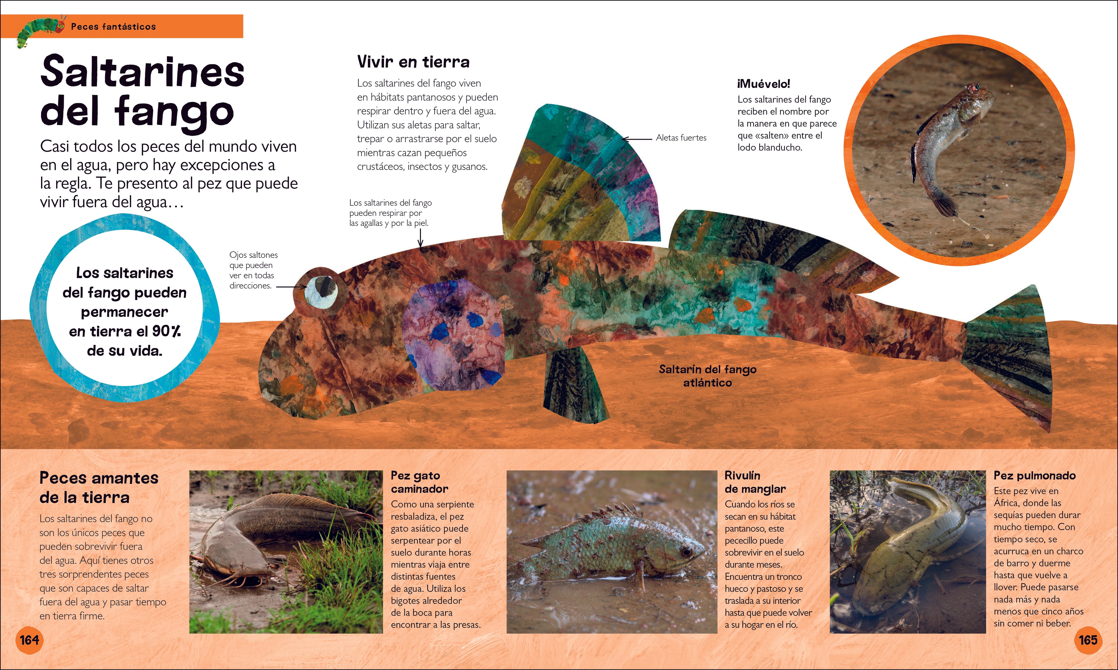La oruga muy hambrienta Mi primera enciclopedia de animales (The Very Hungry Caterpillar's Very First Animal Encyclopedia)-Spread, Image, (PRHC, Design, Do, Not, Use)-5