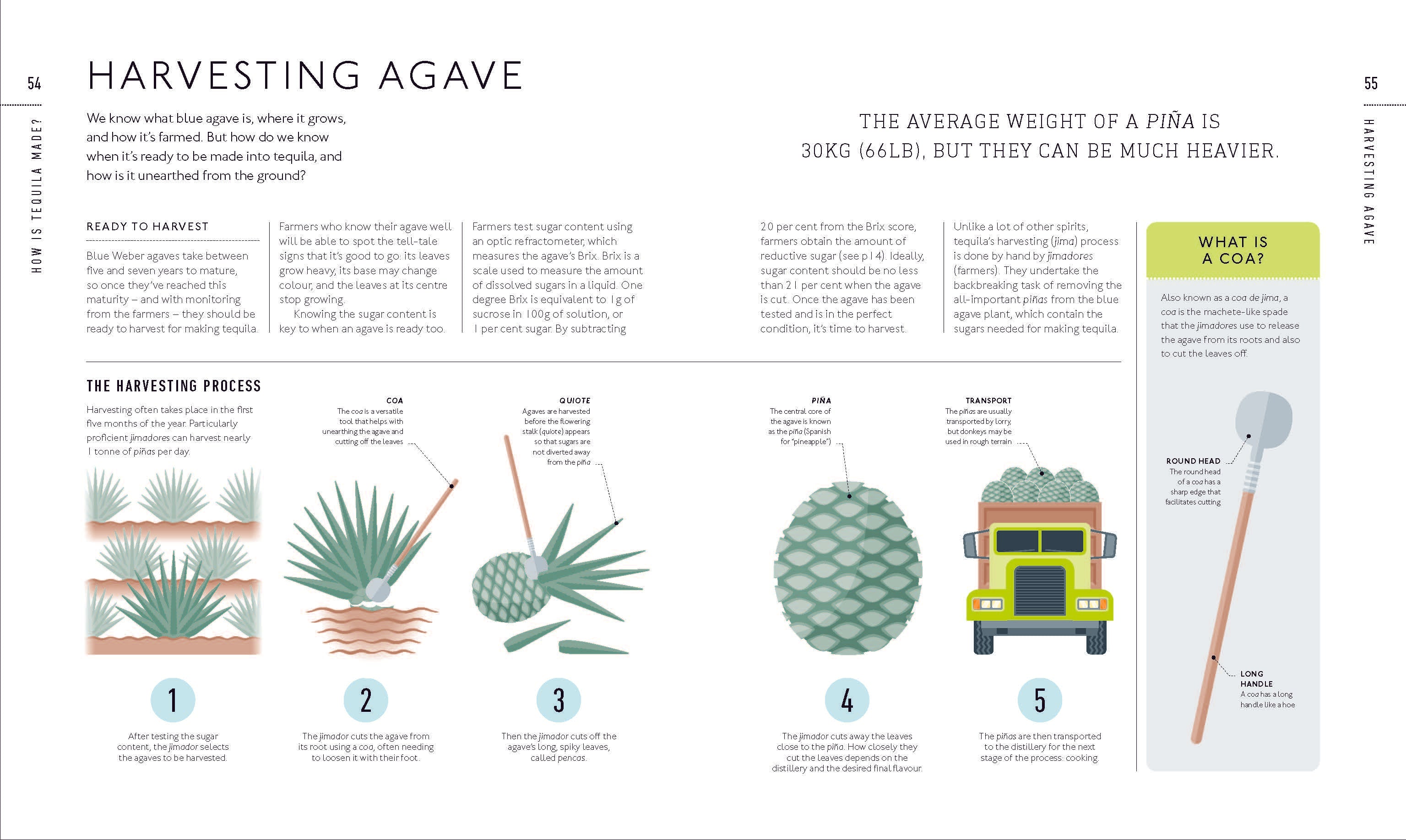 Tequila: A Tasting Course