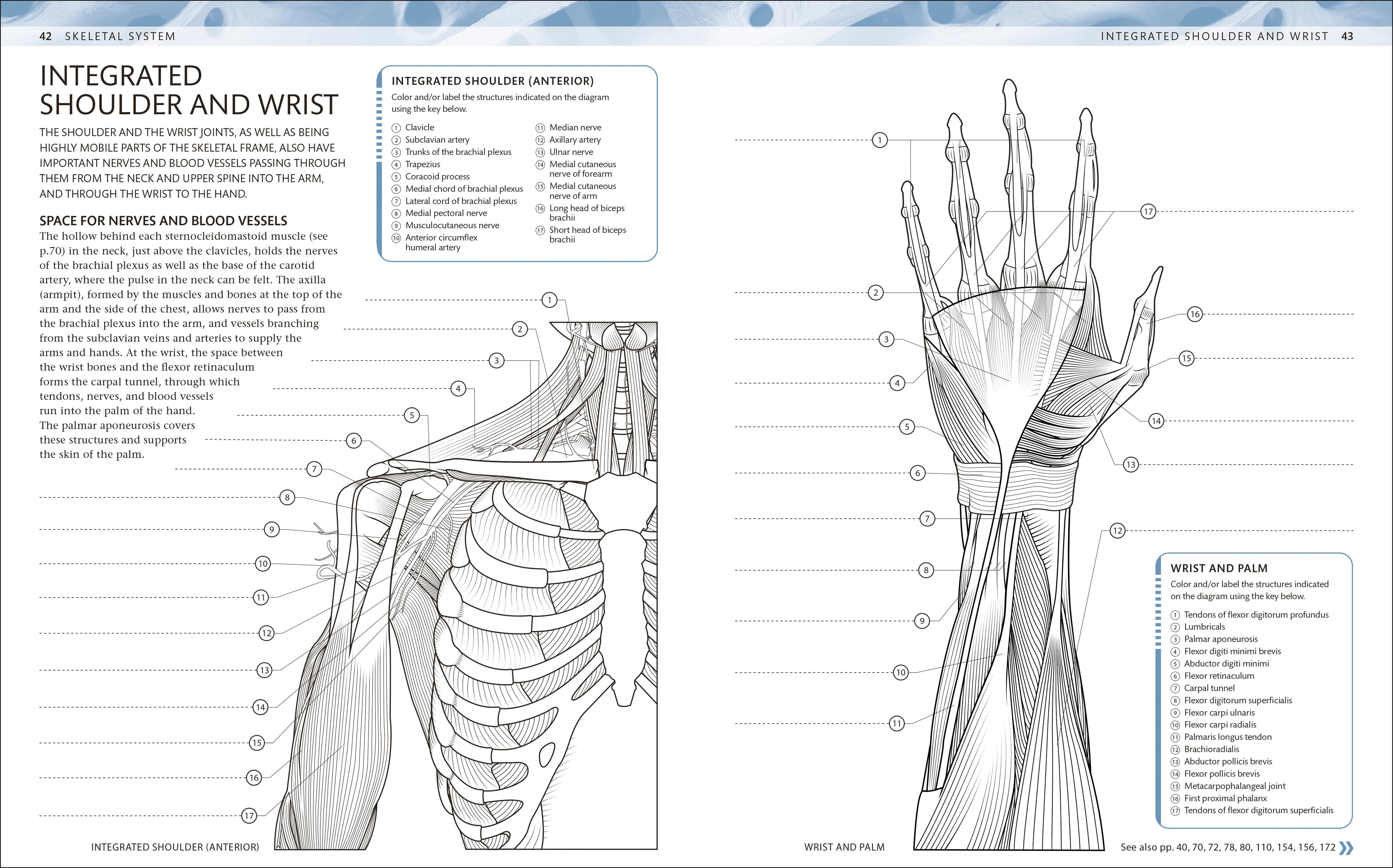The Human Body Coloring Book-Spread, Image, (PRHC, Design, Do, Not, Use)-1