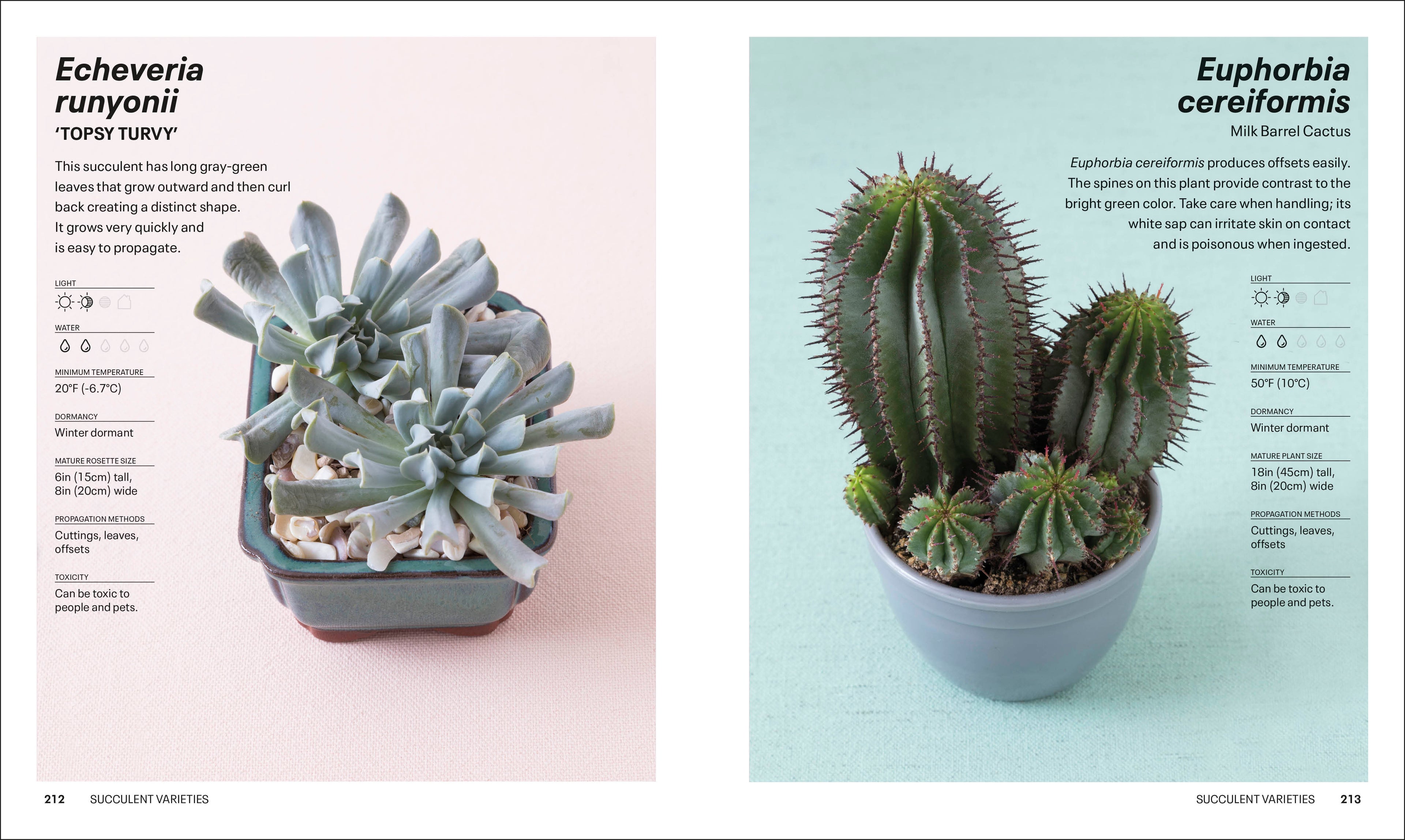 do succulents spread Succulents – DK
