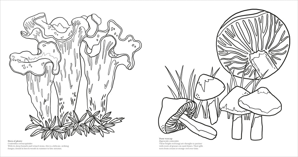 Fascinating Fungi Colouring Book-Spread, Image, (PRHC, Design, Do, Not, Use)-4