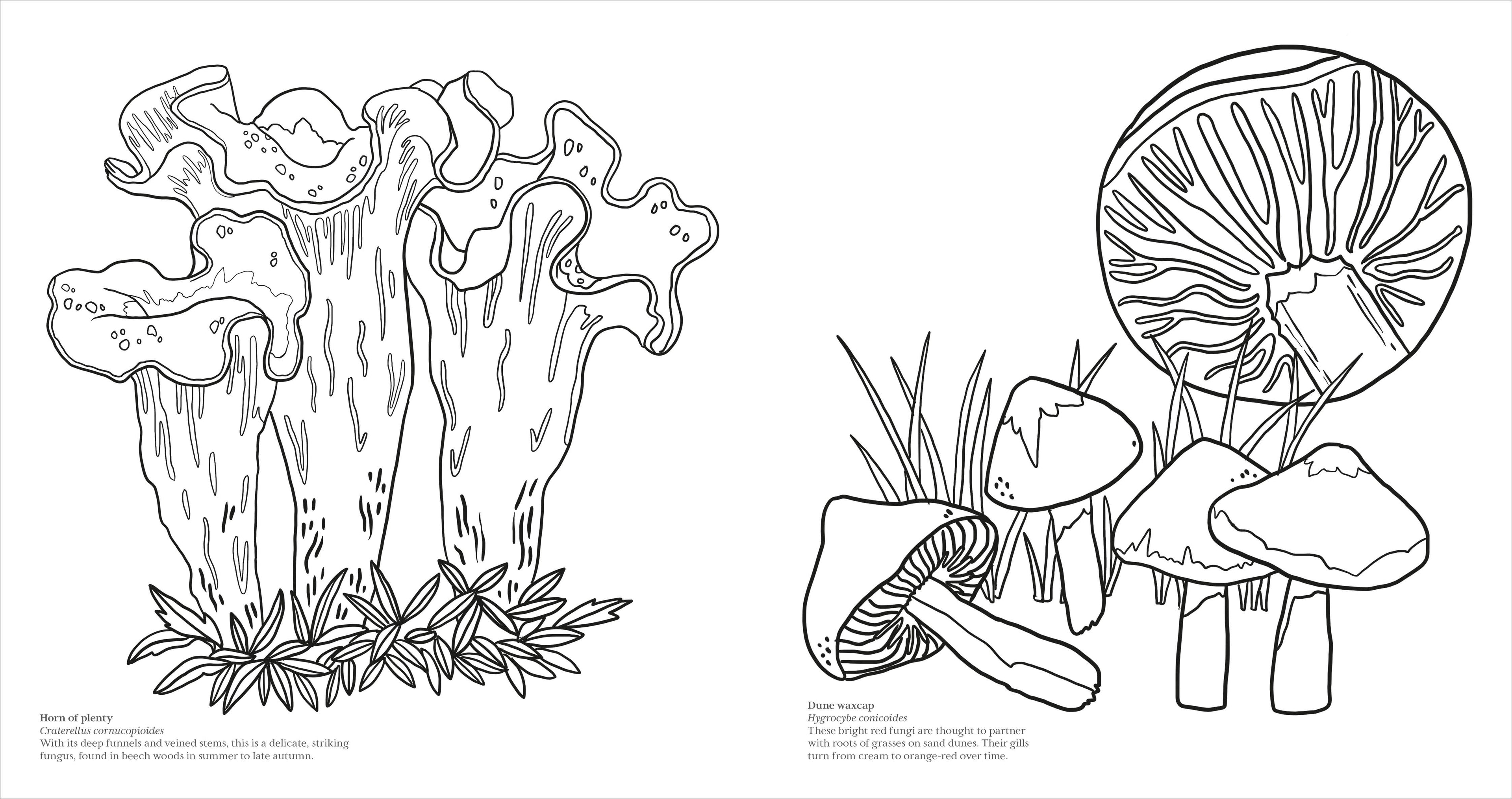 Fascinating Fungi Colouring Book-Spread, Image, (PRHC, Design, Do, Not, Use)-4