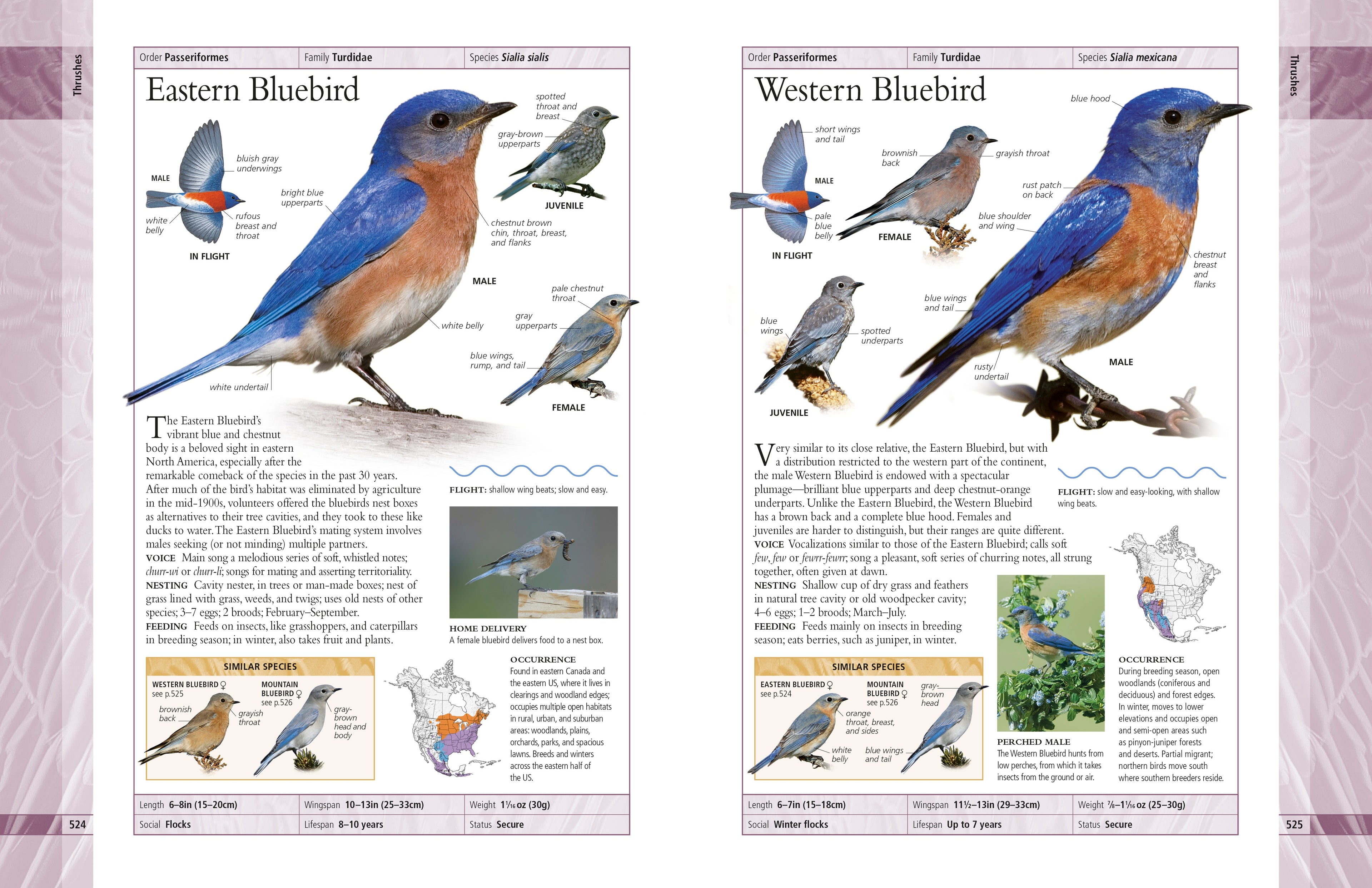 American Museum of Natural History Birds of North America