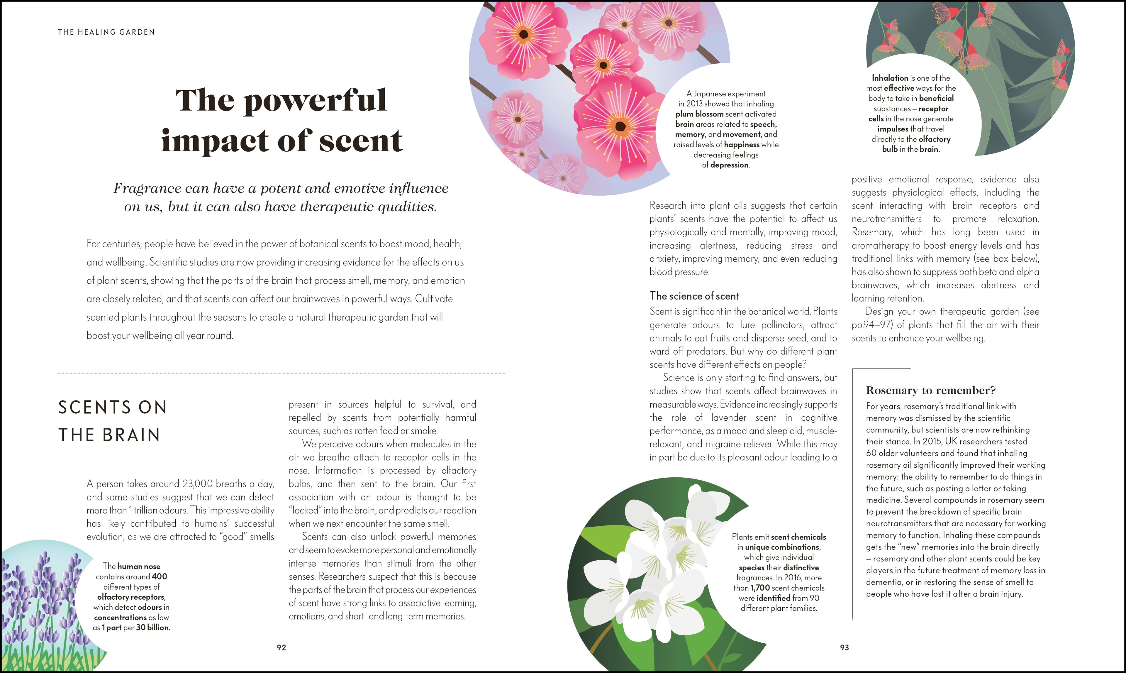 RHS Your Wellbeing Garden