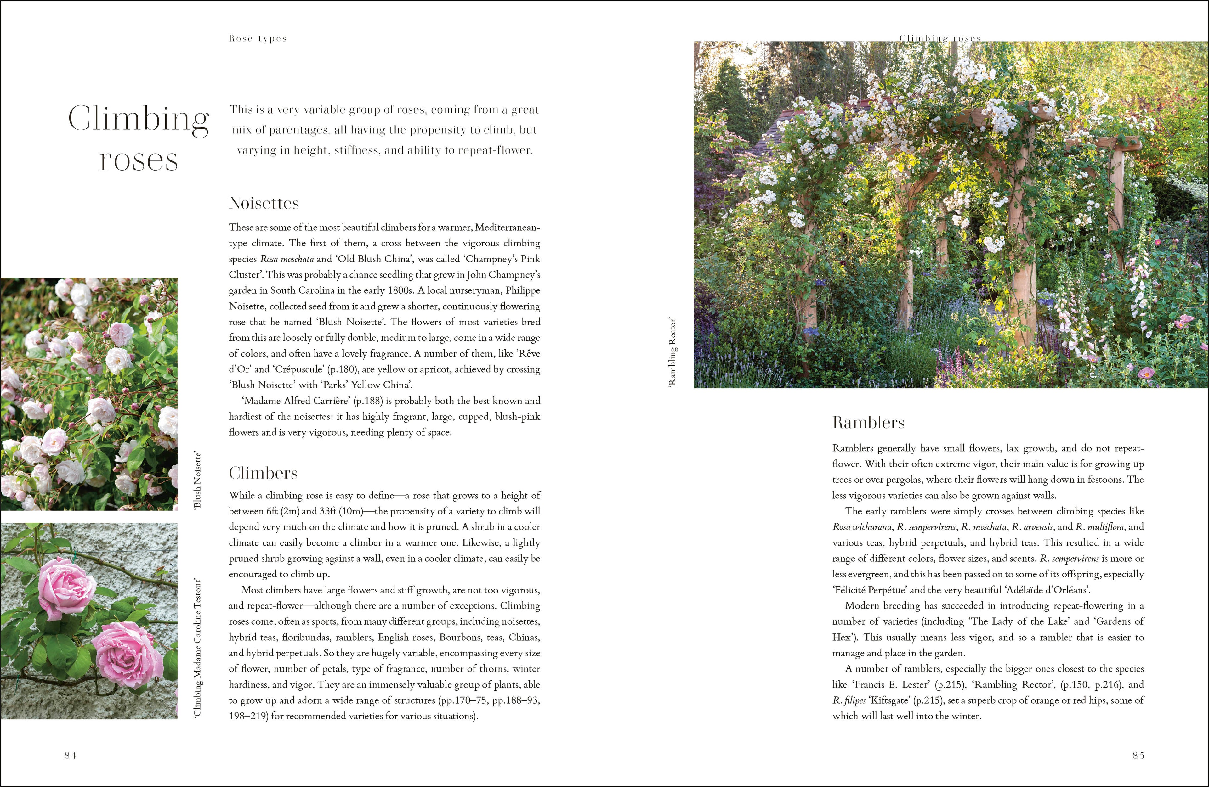 Roses-Spread, Image, (PRHC, Design, Do, Not, Use)-12