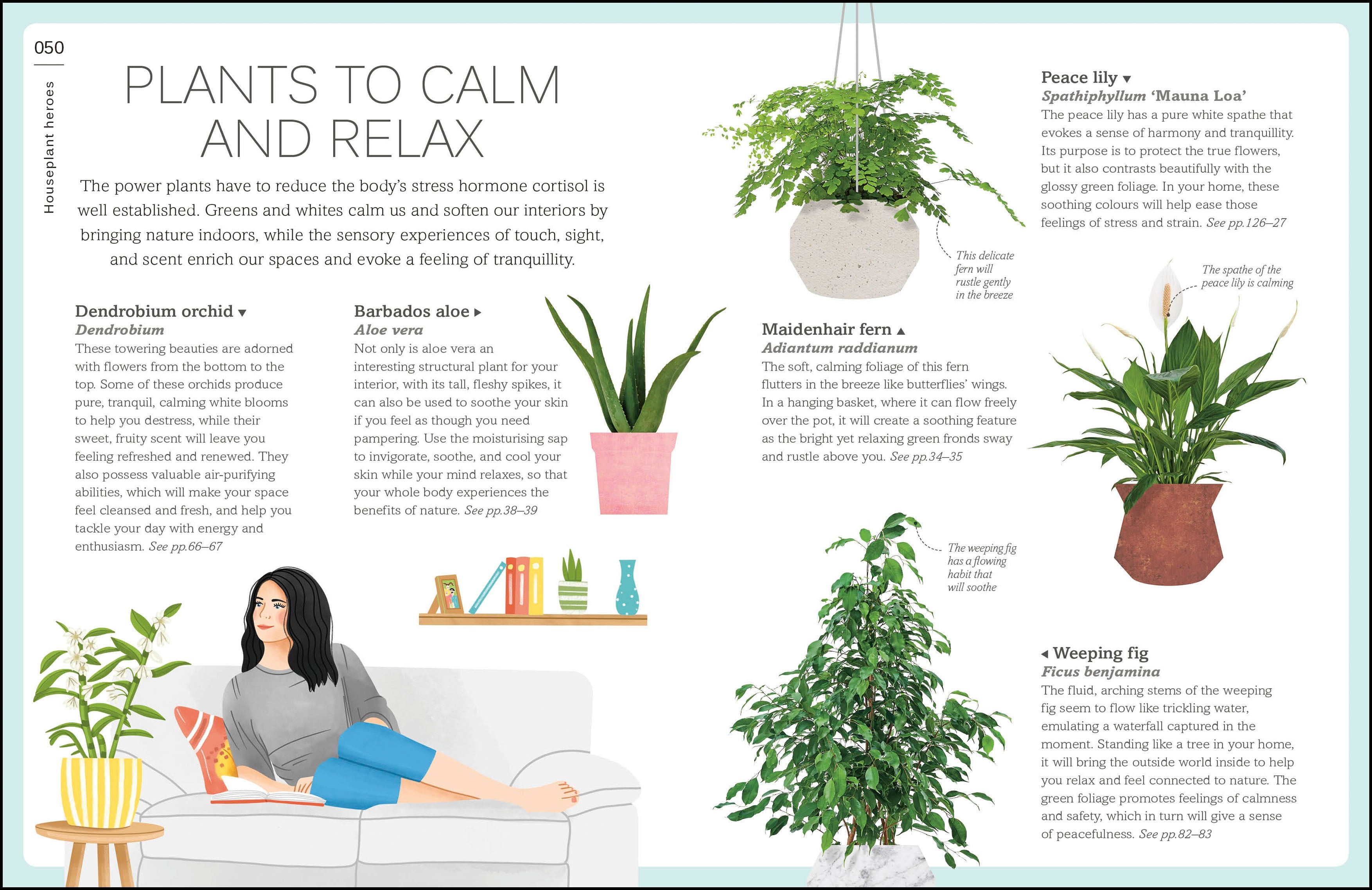 information on house plants My House Plant Changed My Life – DK